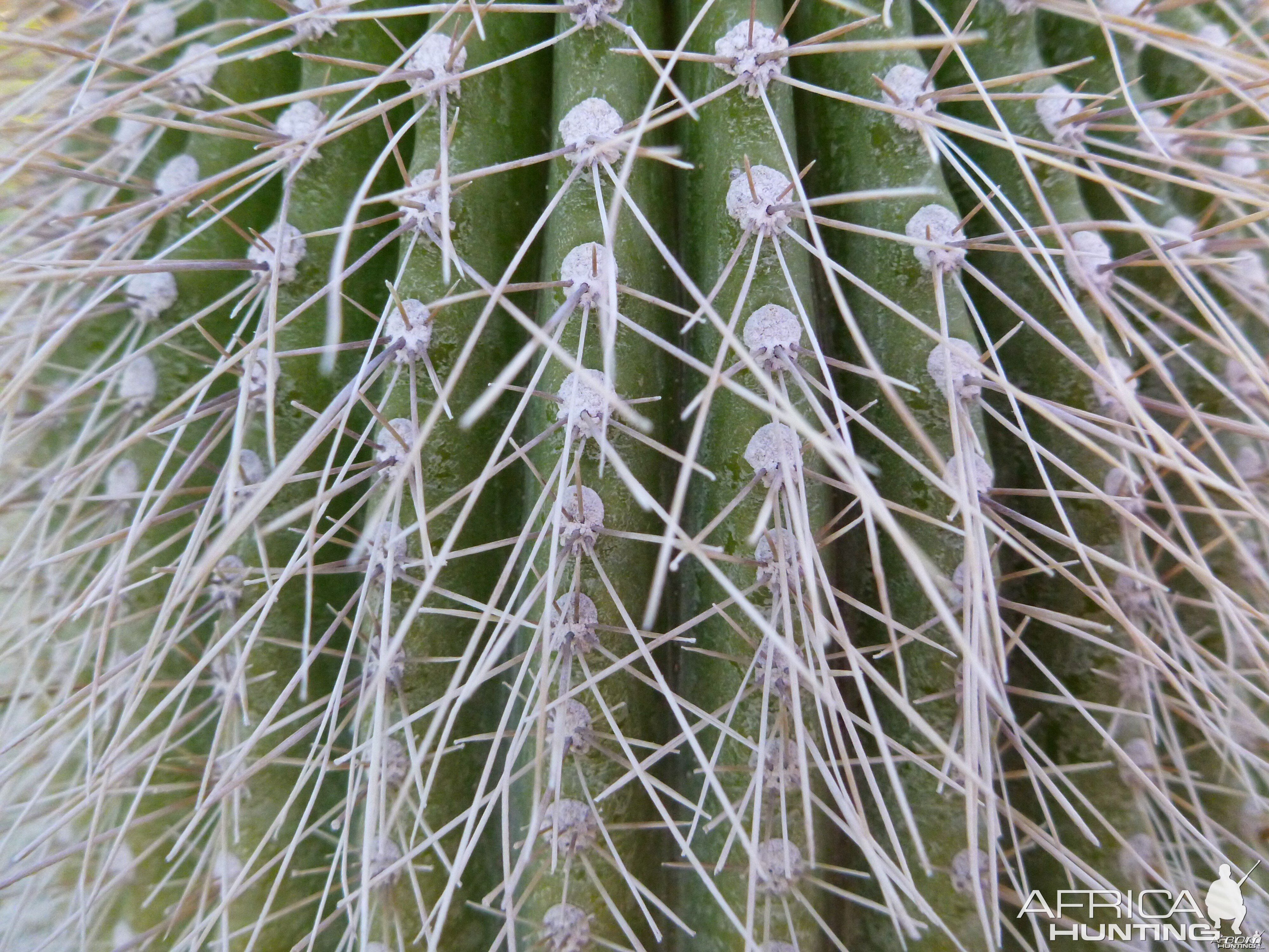 Cactus Namibia