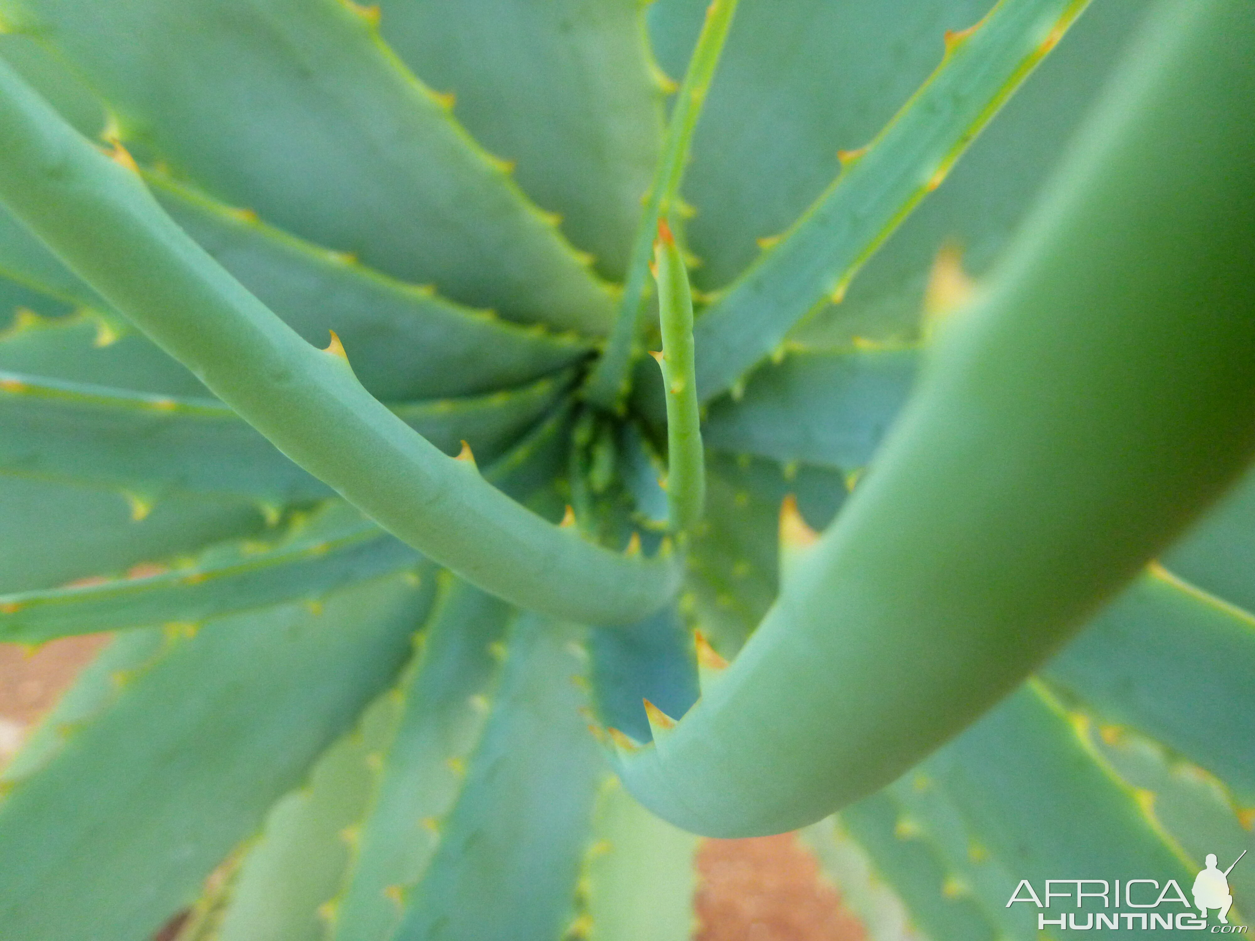 Cactus Namibia