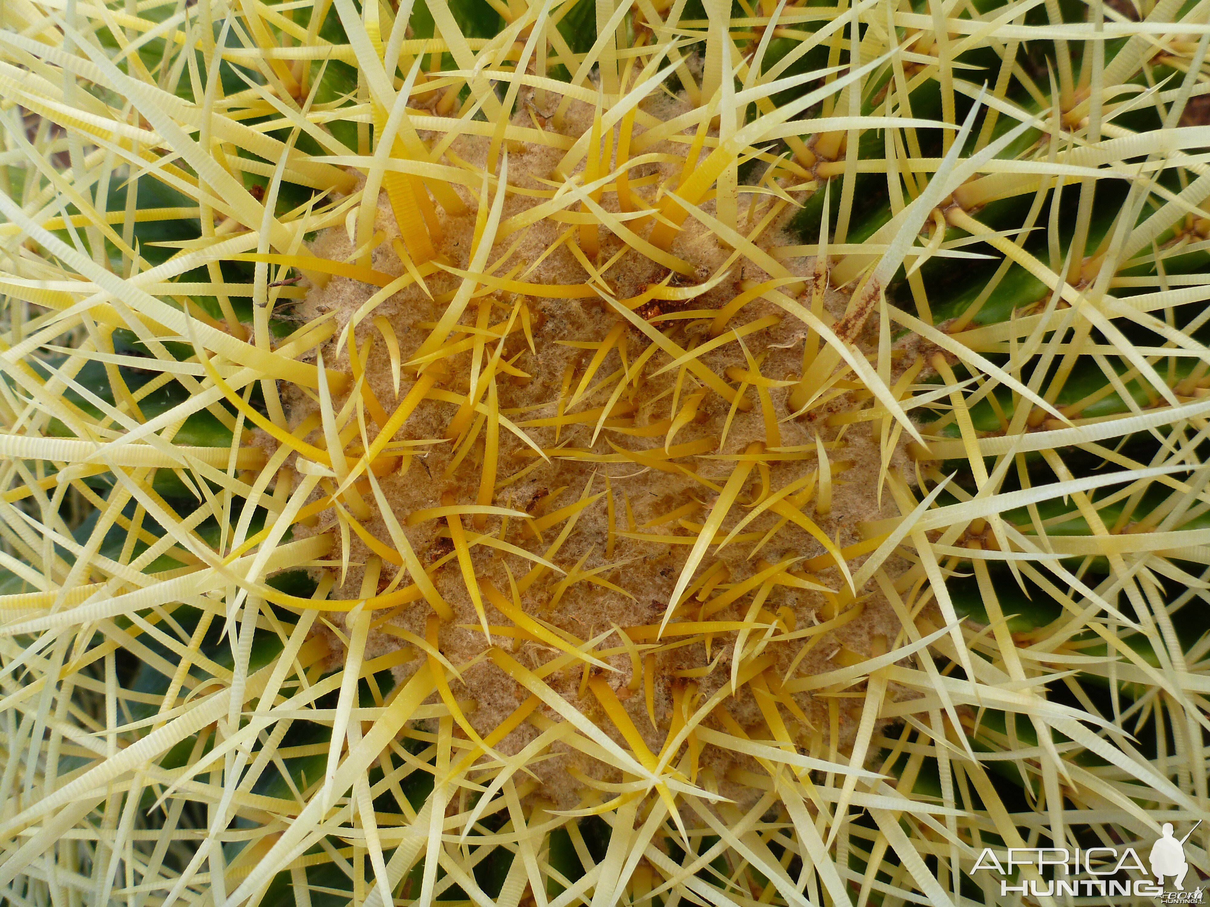 Cactus Namibia