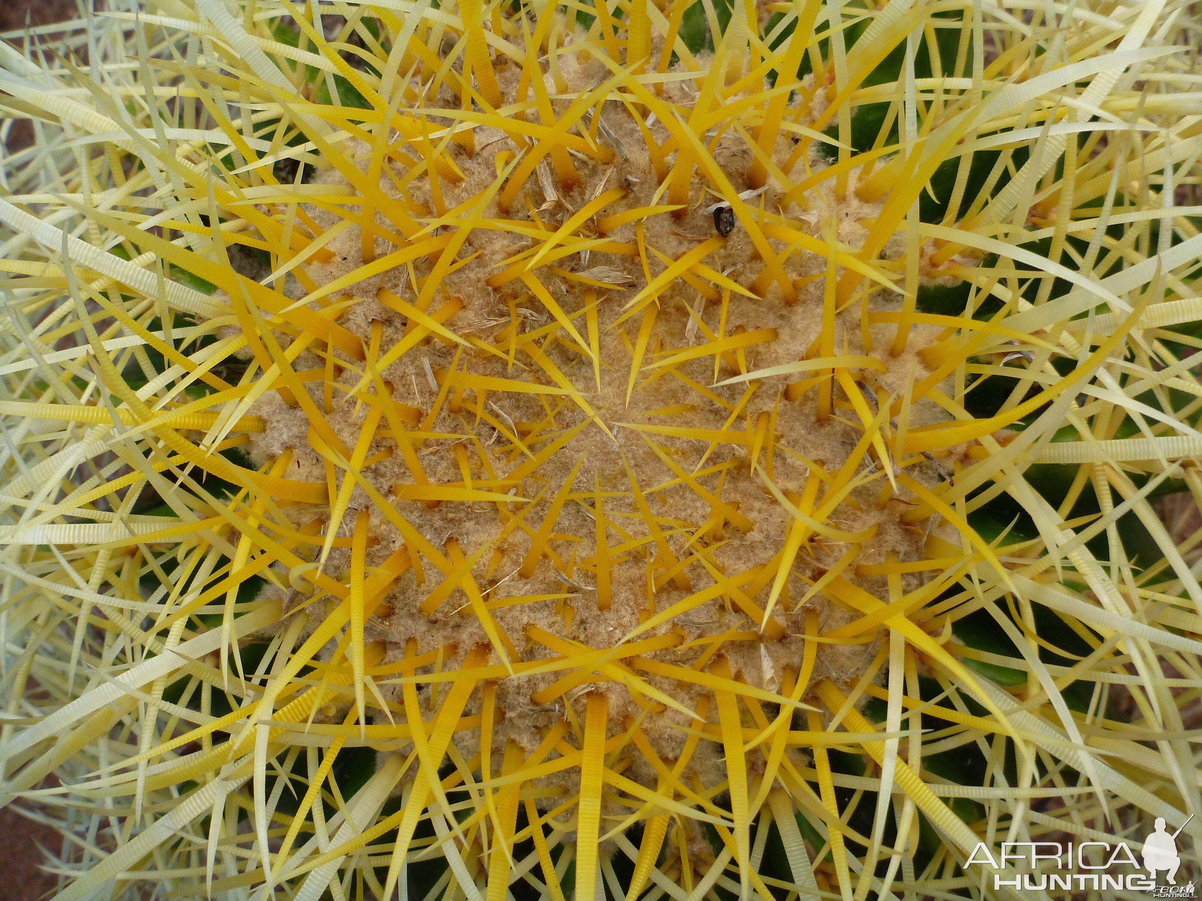 Cactus Namibia