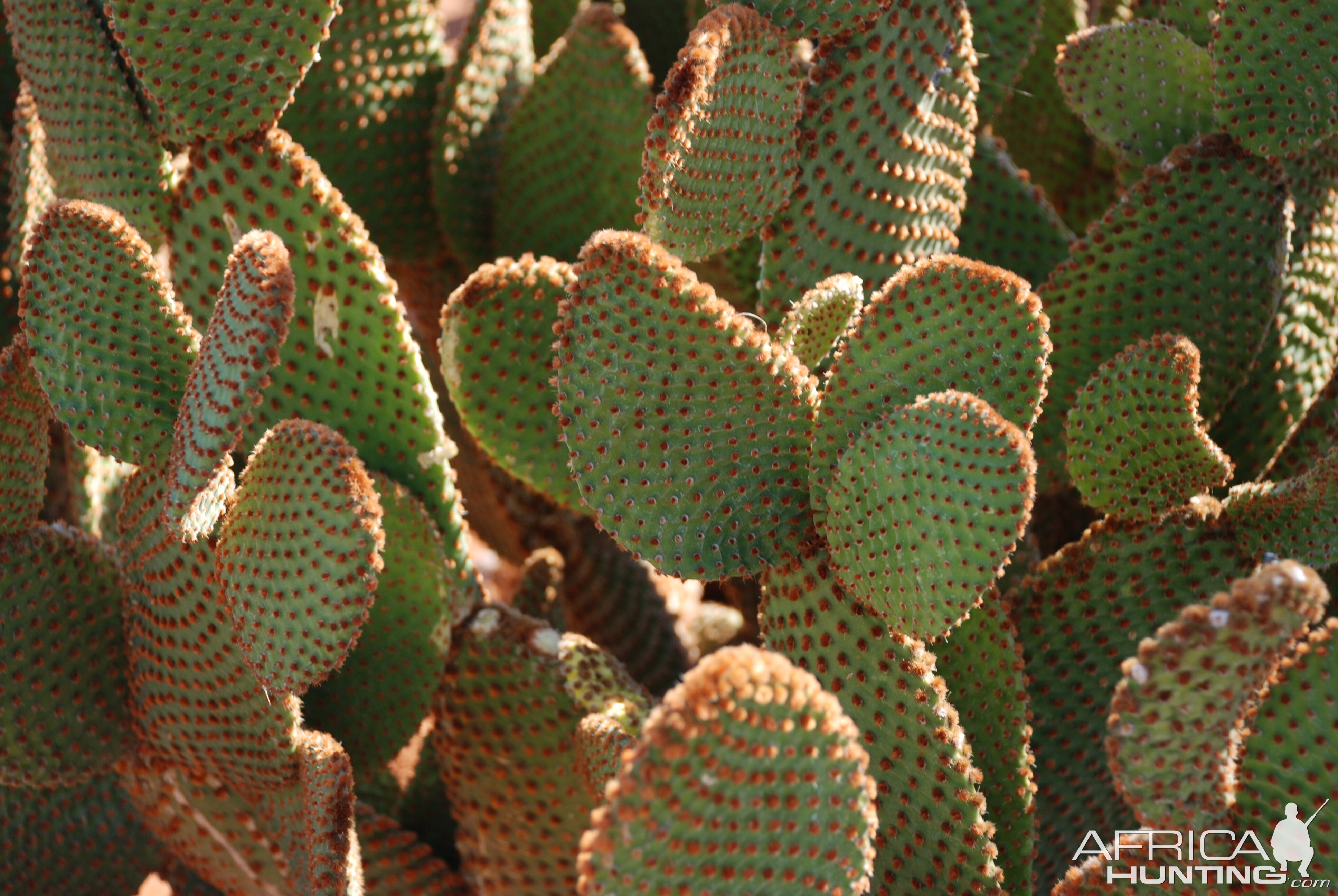 Cactus