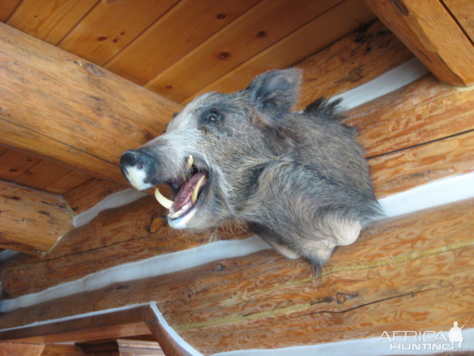 cal boar deena shot with handgun at 125 yrd's