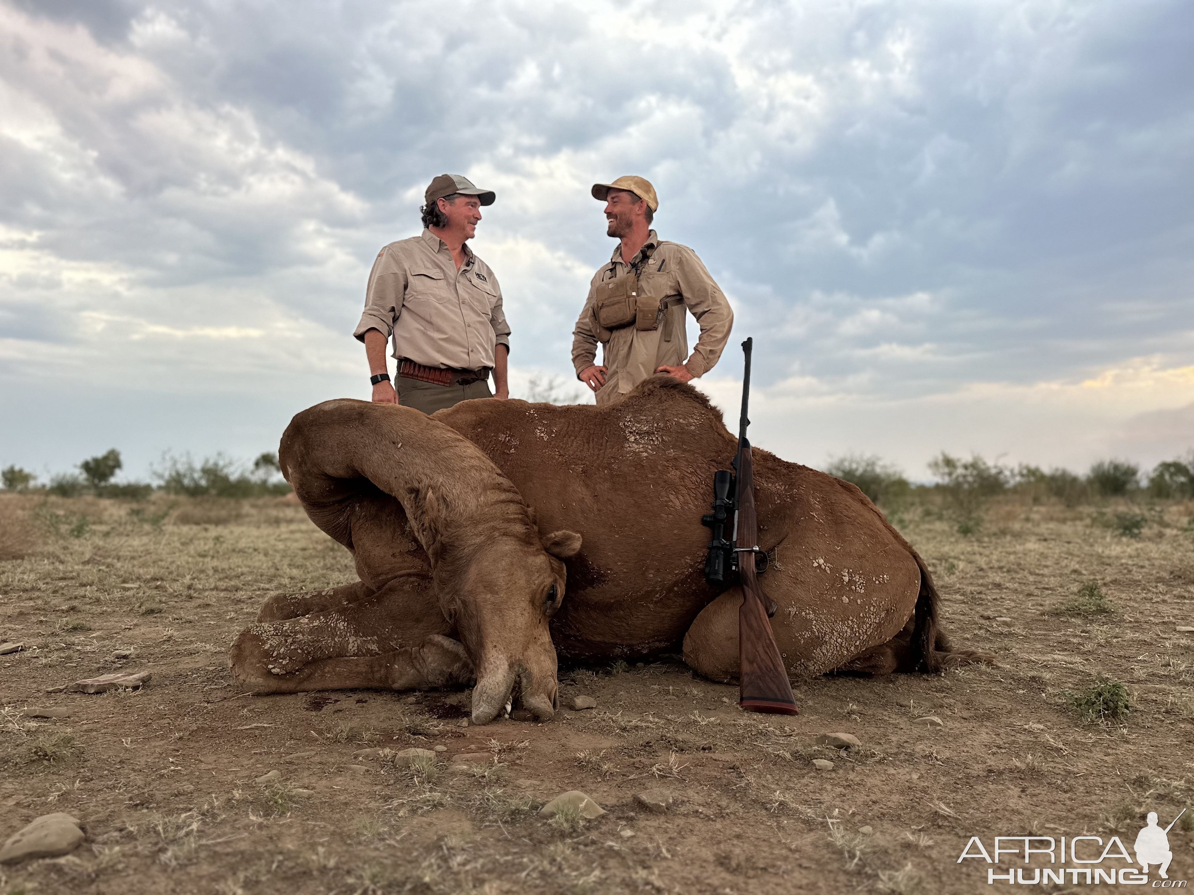 Camel Hunting Australia