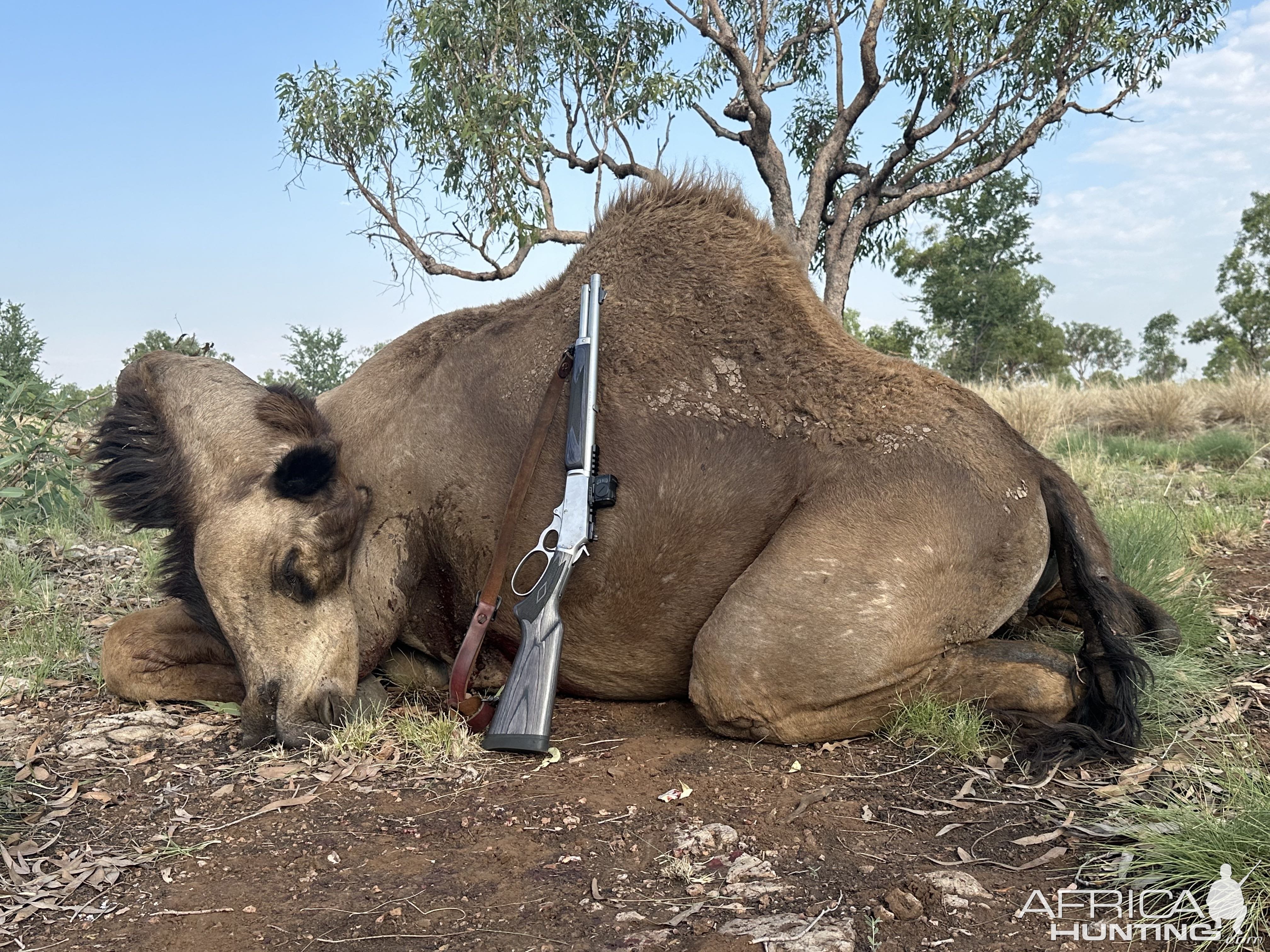 Camel Hunting Australia