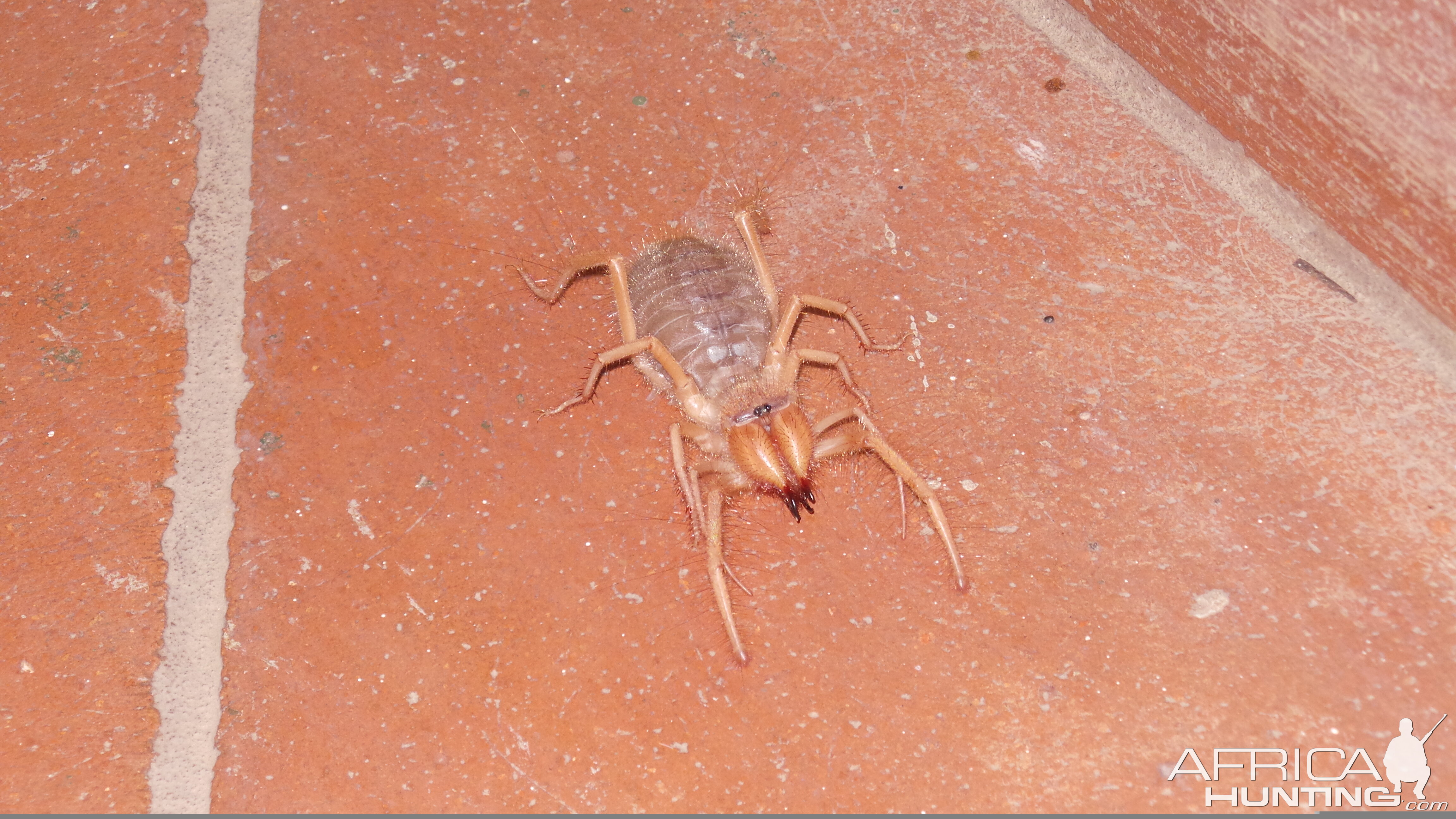 Camel Spider Namibia