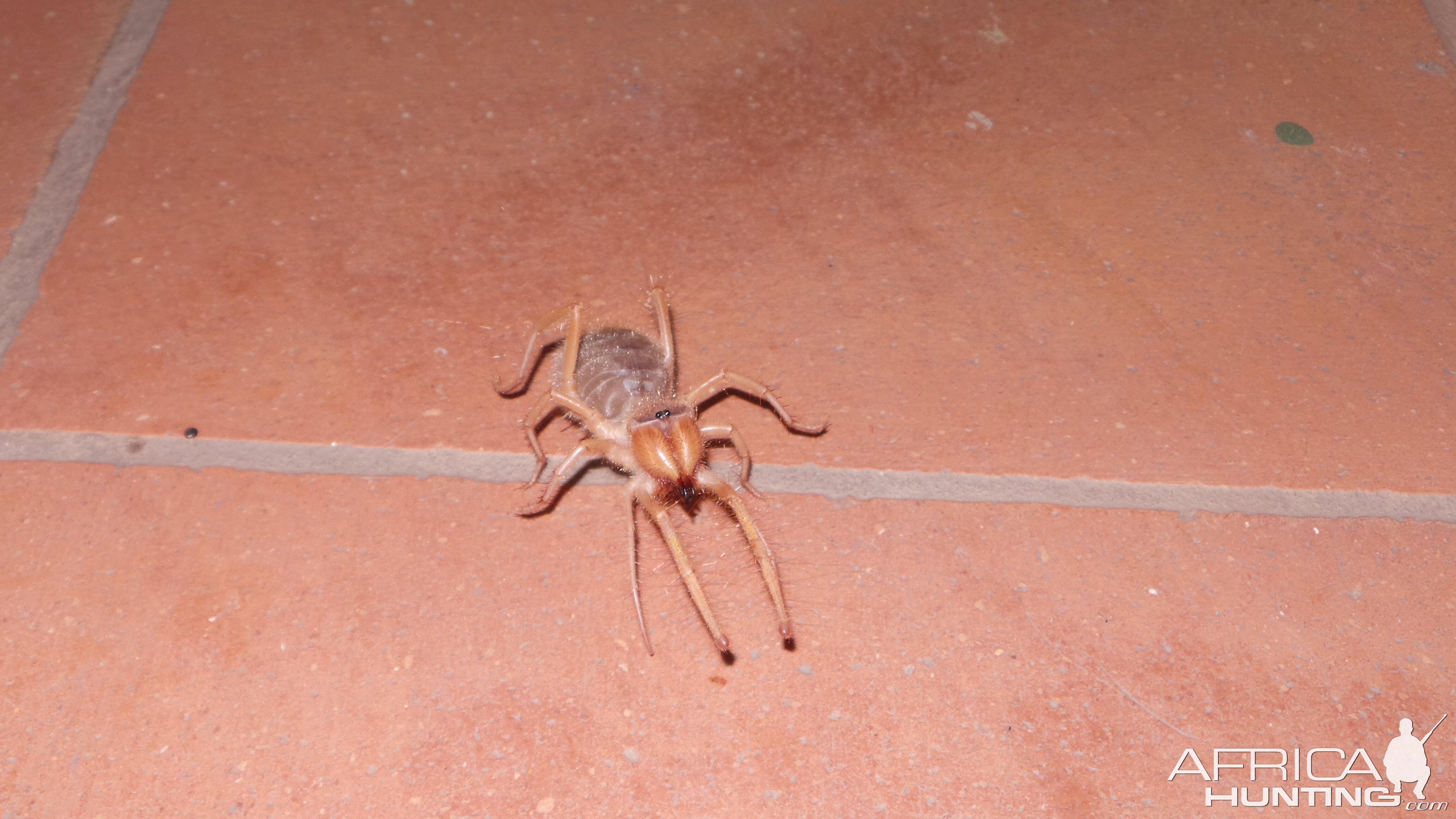 Camel Spider Namibia Africahunting Com