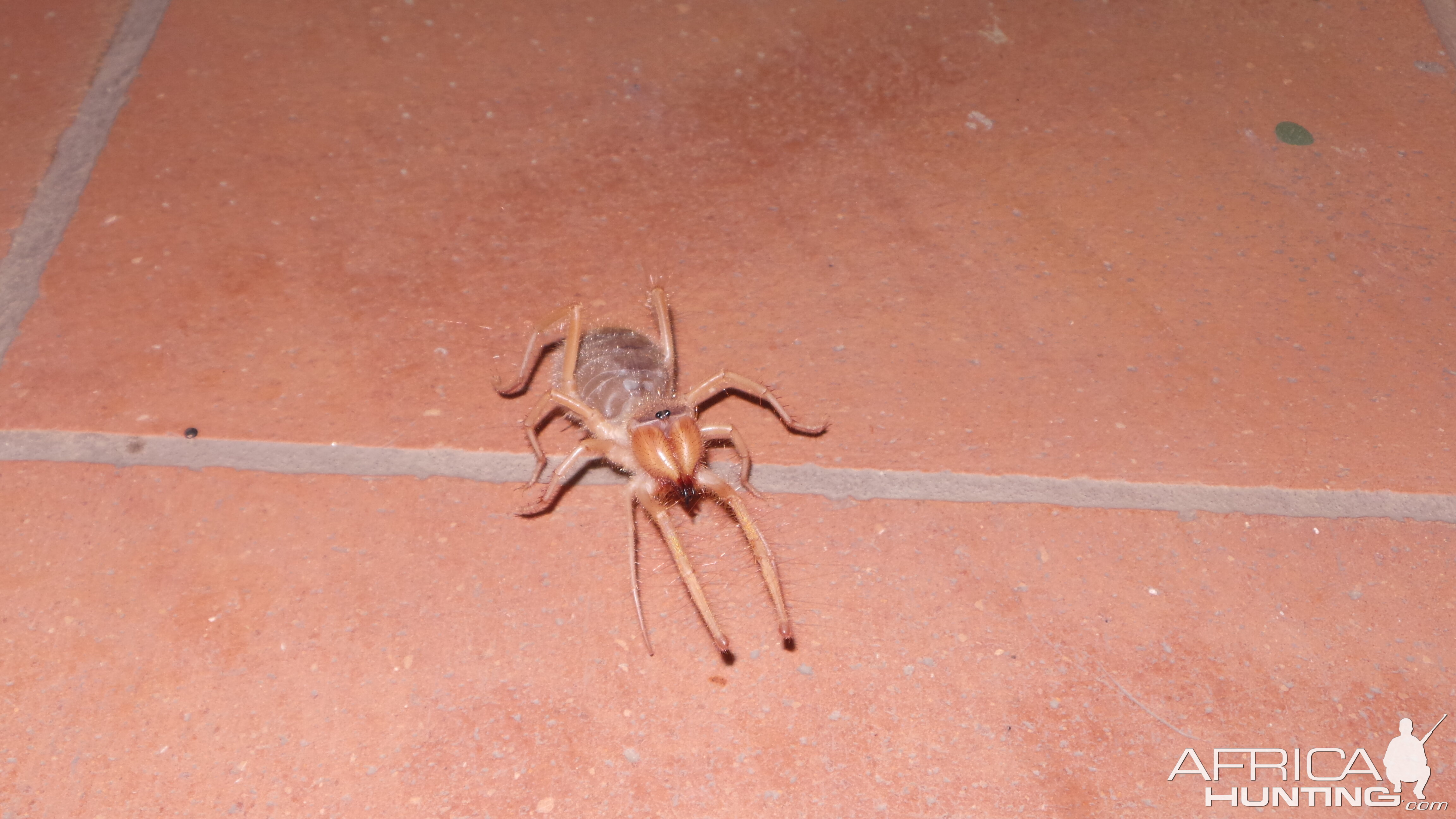 Camel Spider Namibia