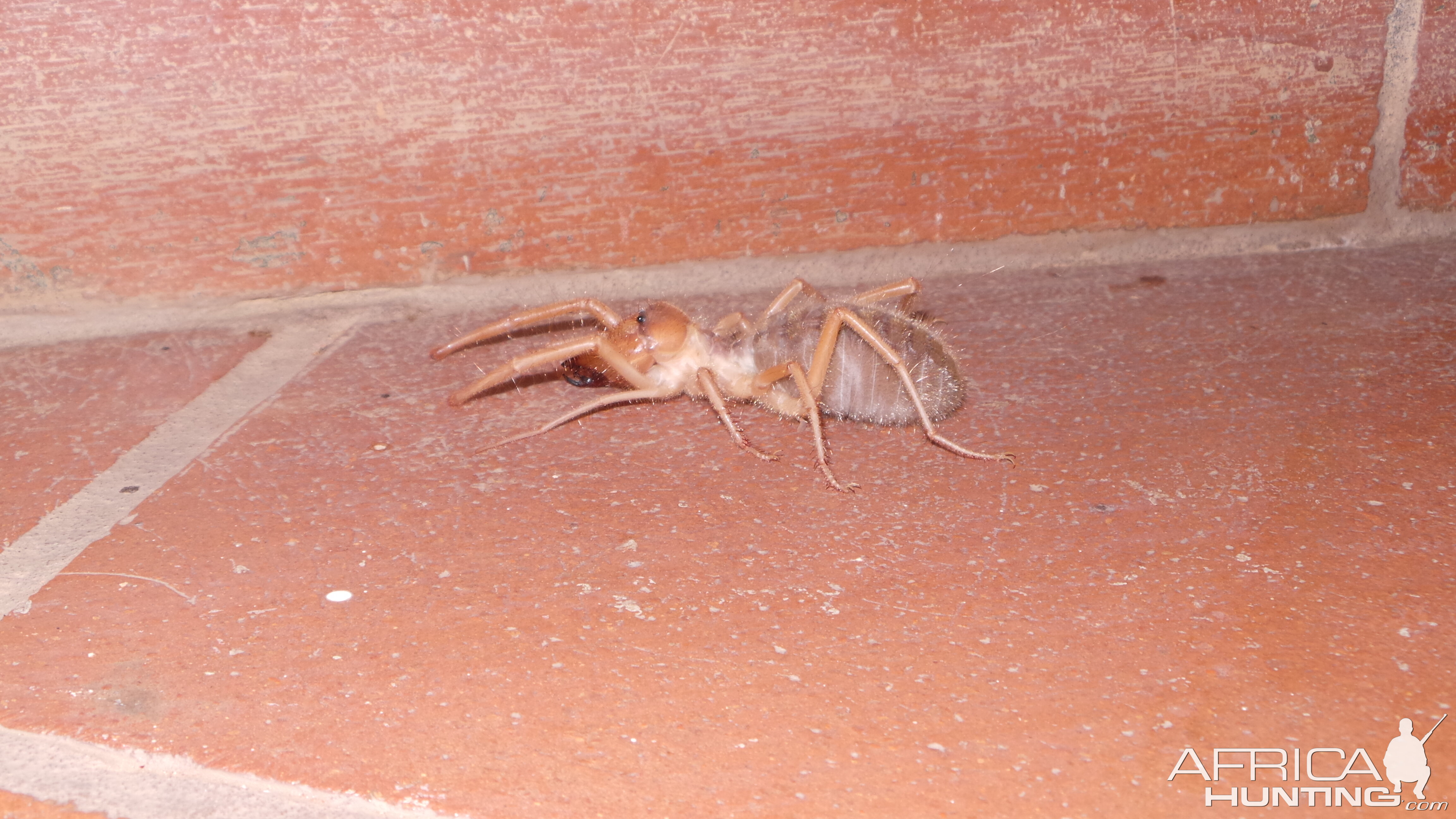 Camel Spider Namibia