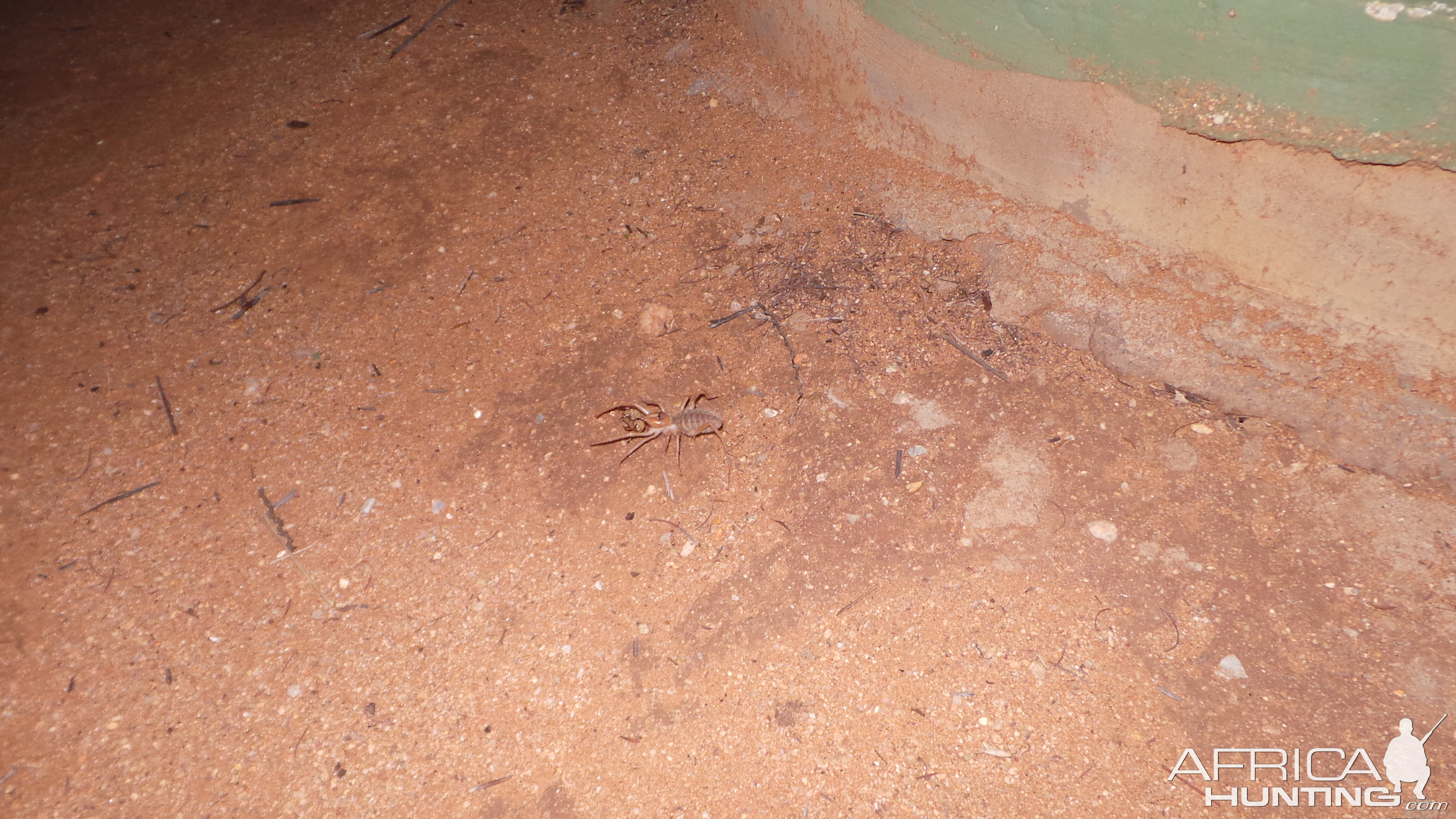 Camel Spider Namibia