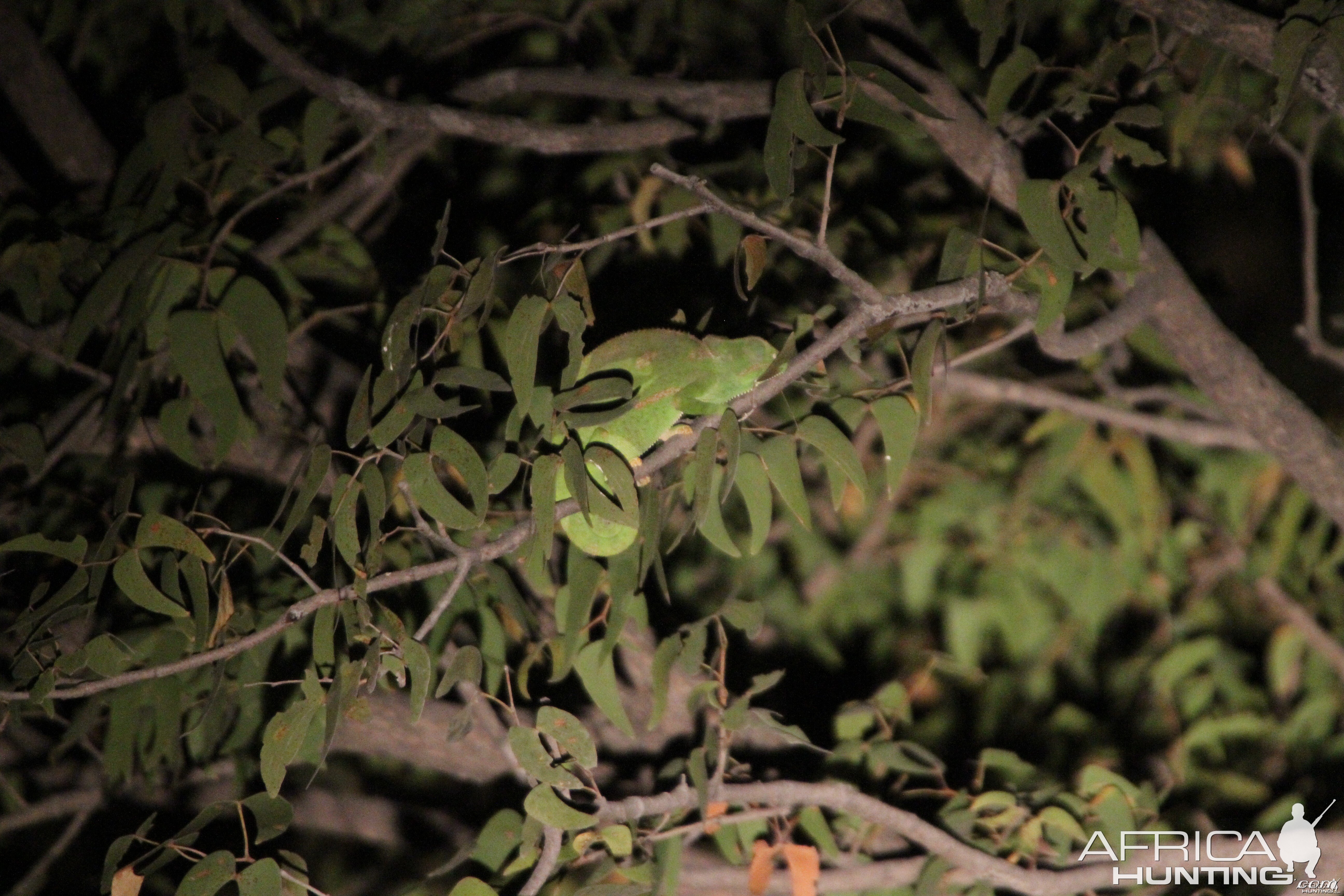 Cameleon at Etosha National Park