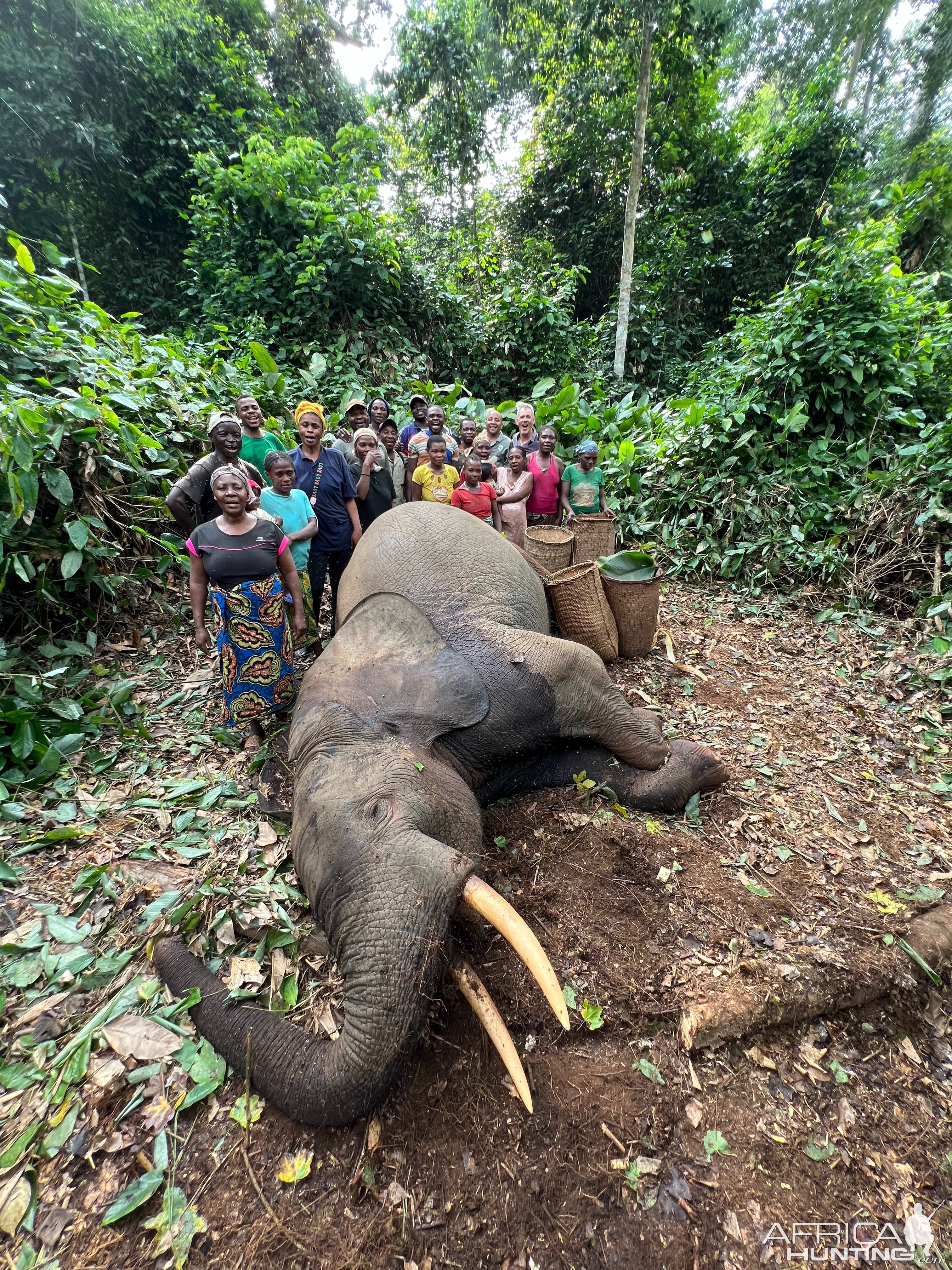 Cameroon Forest Elephant Hunt