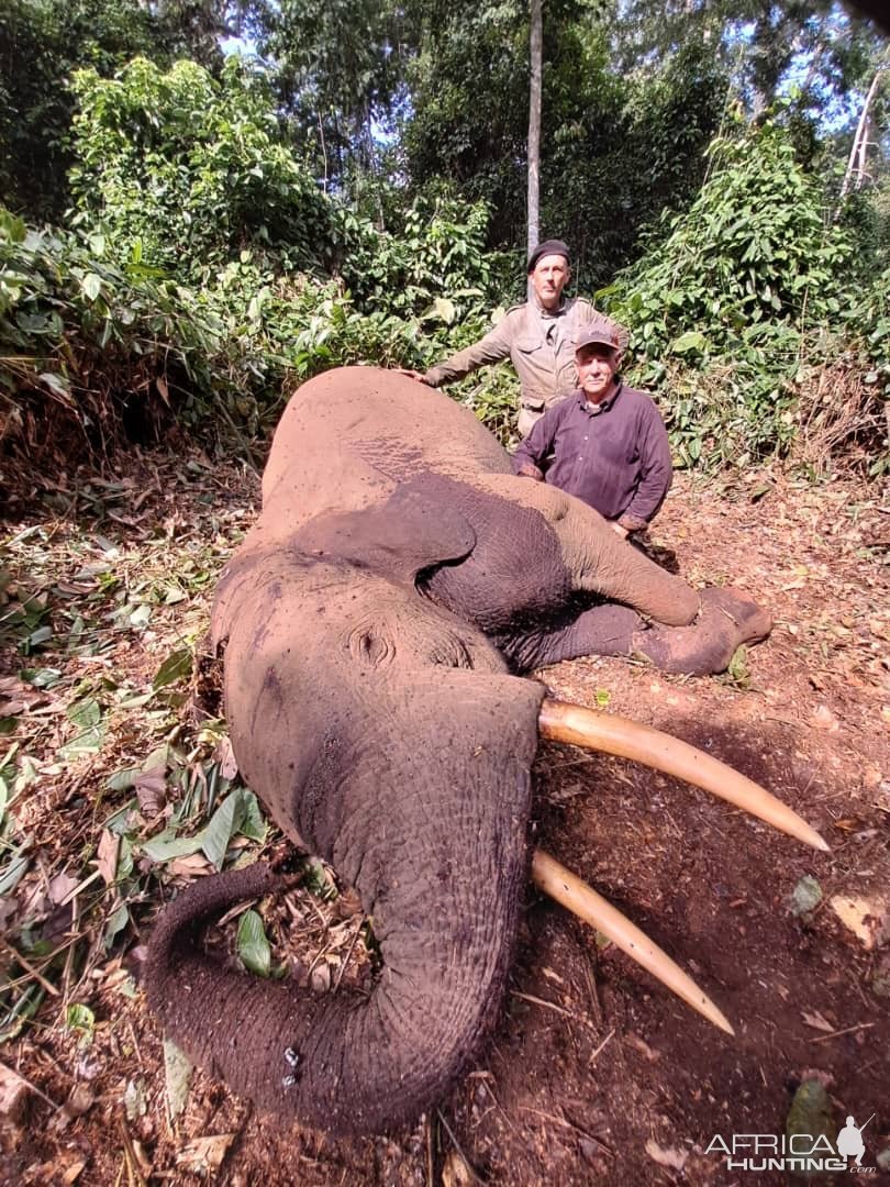 Cameroon Forest Elephant Hunt