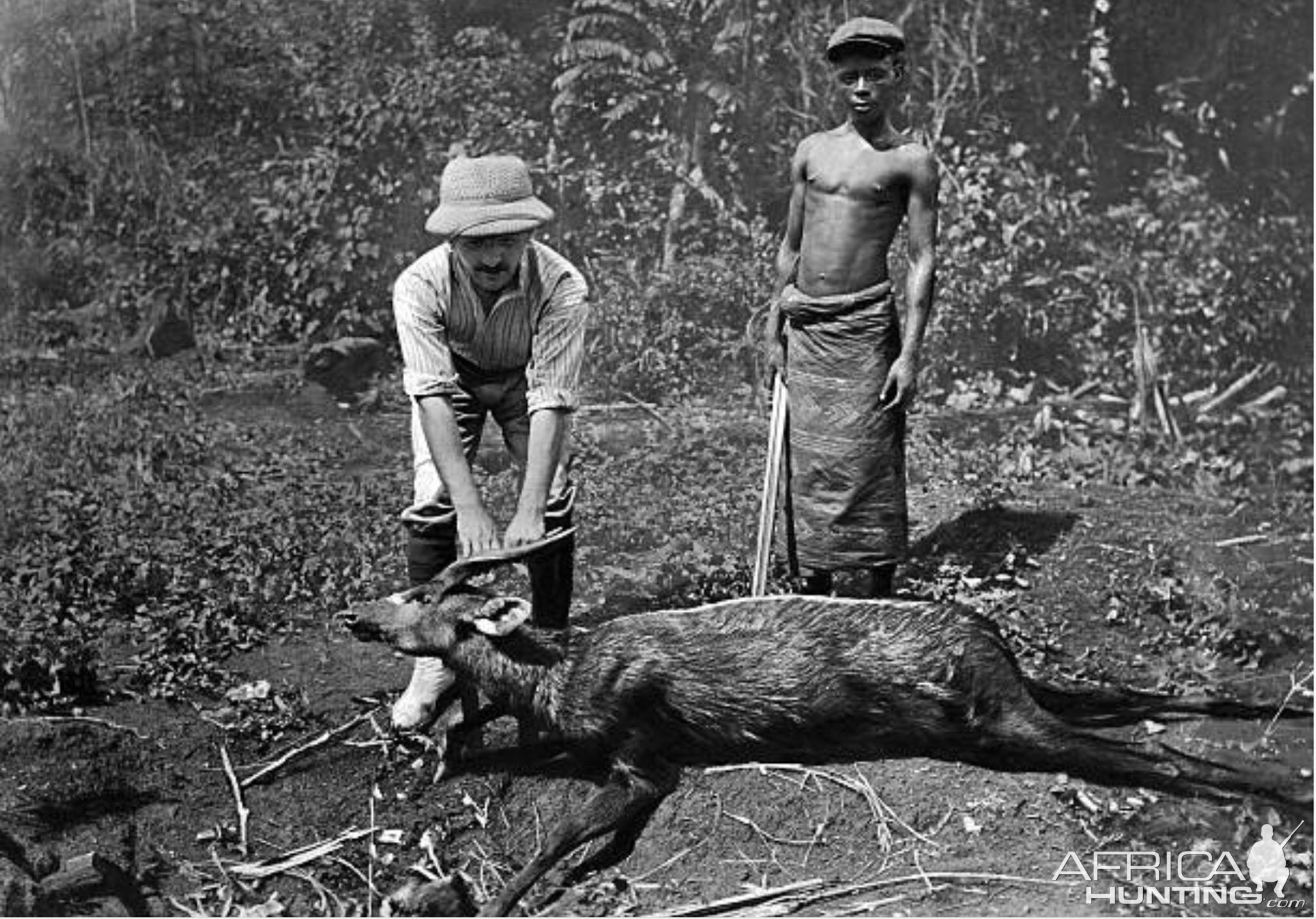 Cameroon Hunting Bushbuck