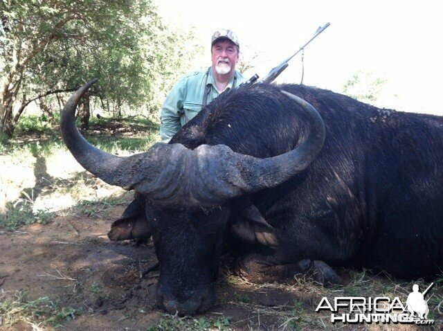 Cape Buffalo 2014