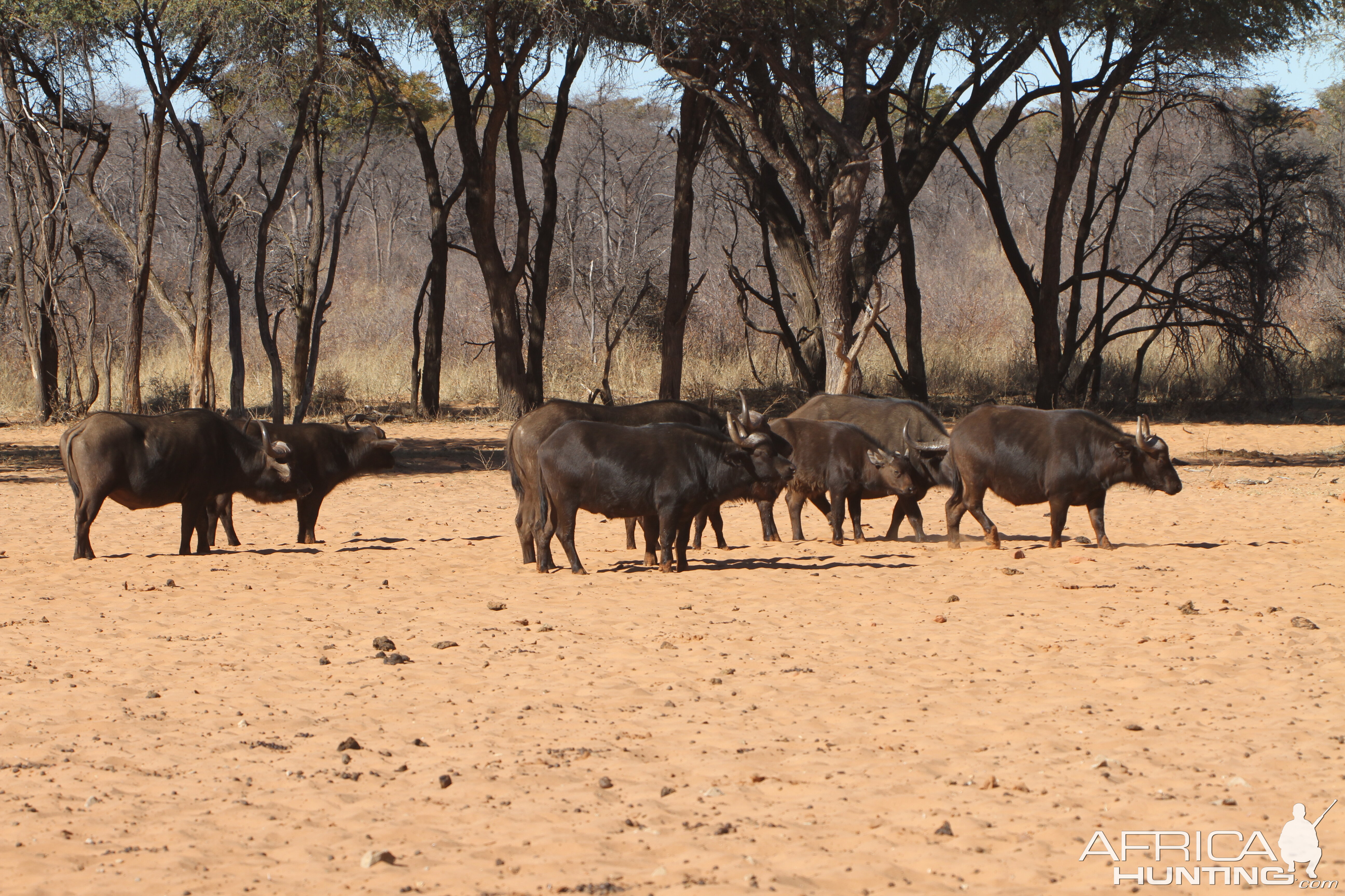 Cape Buffalo at Waterberg National Park Namibia