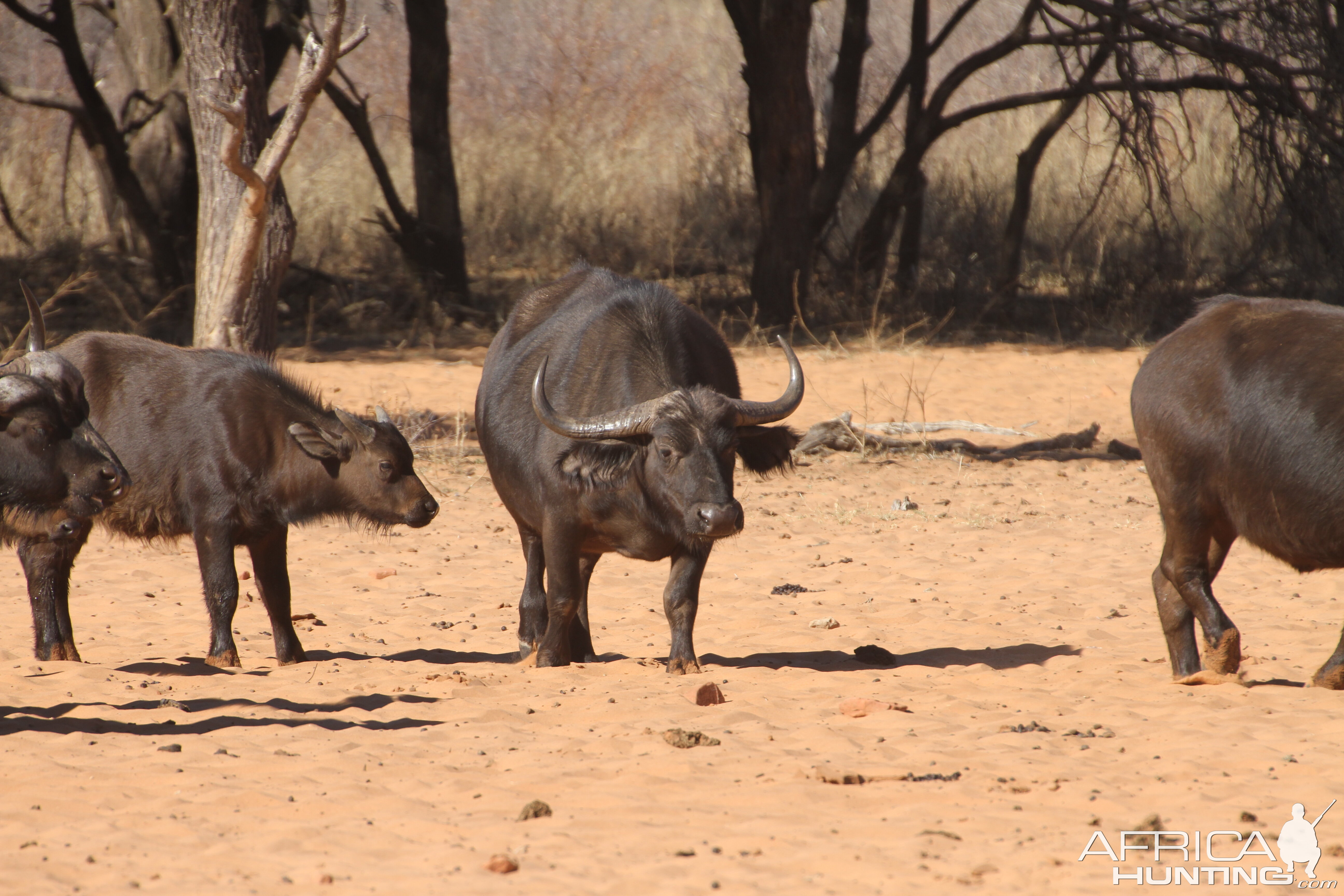 Cape Buffalo at Waterberg National Park Namibia