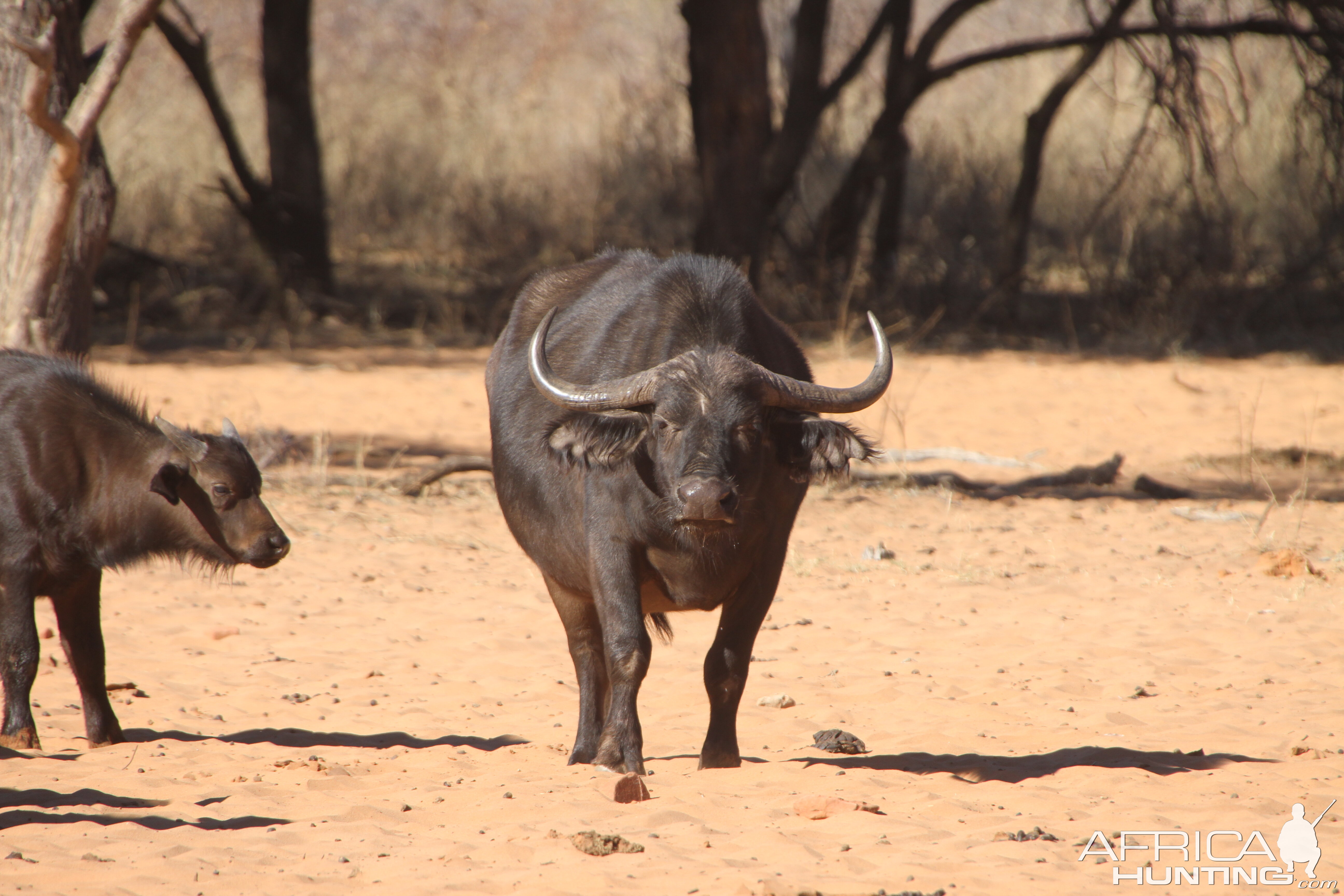 Cape Buffalo at Waterberg National Park Namibia