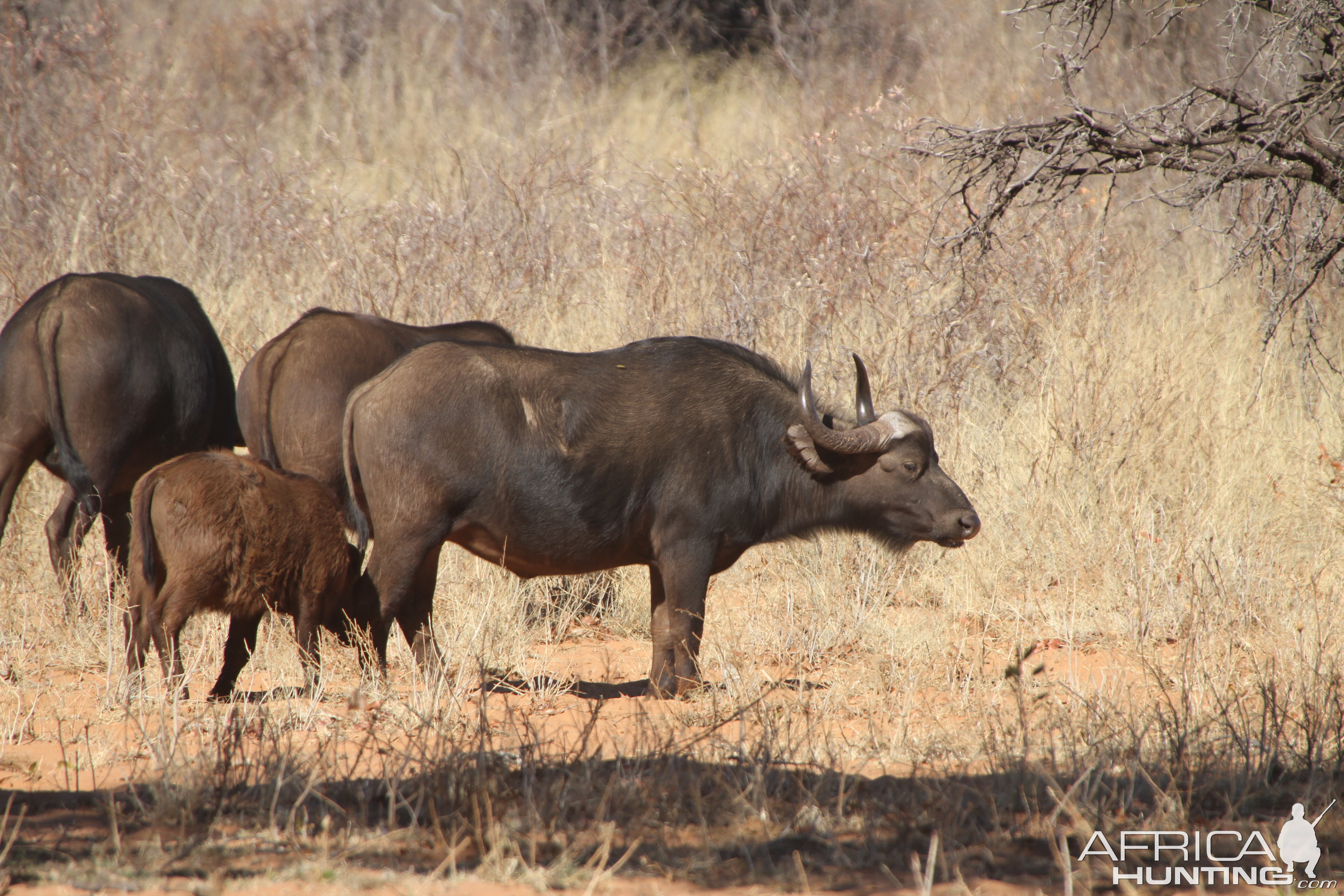 Cape Buffalo at Waterberg National Park Namibia