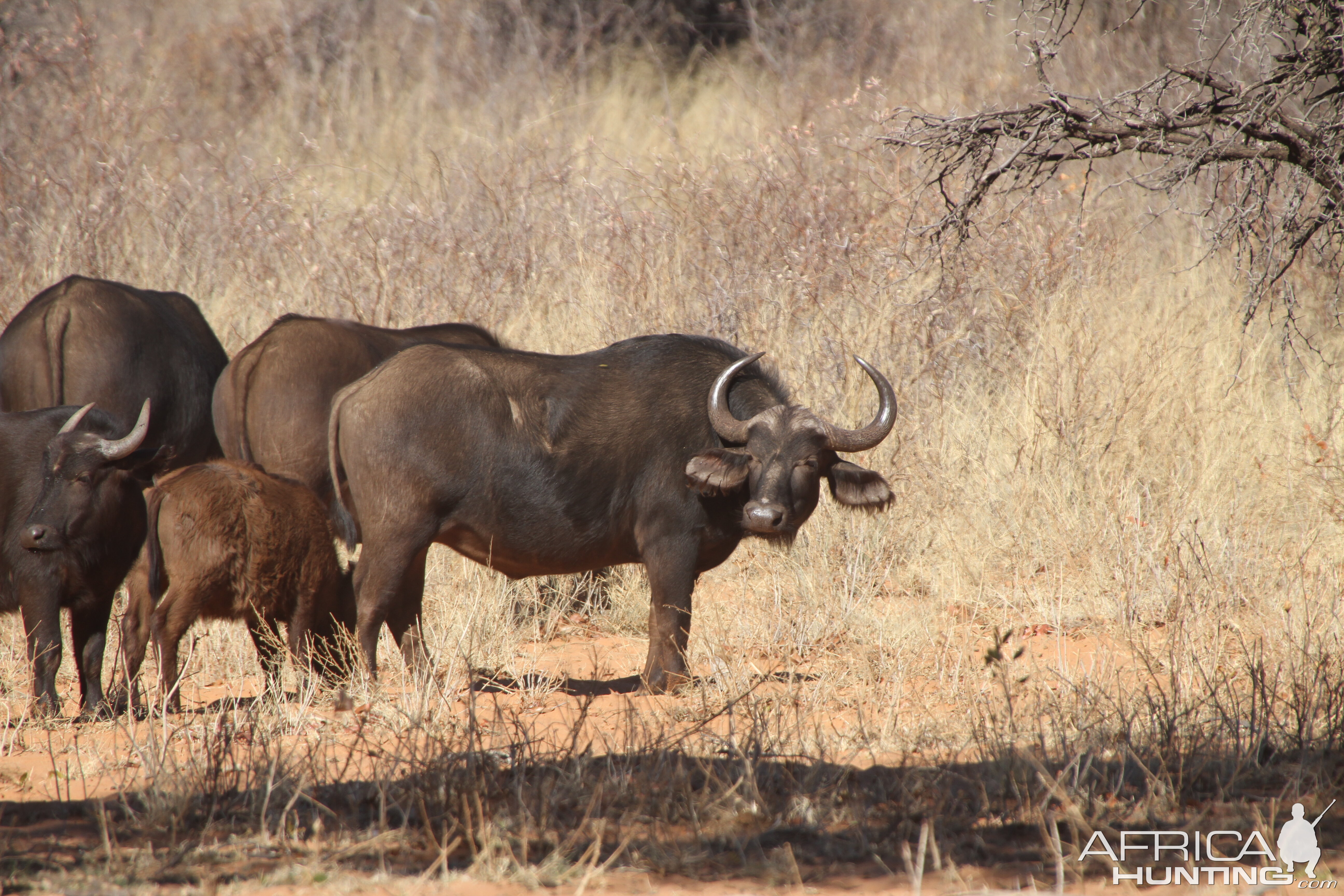 Cape Buffalo at Waterberg National Park Namibia