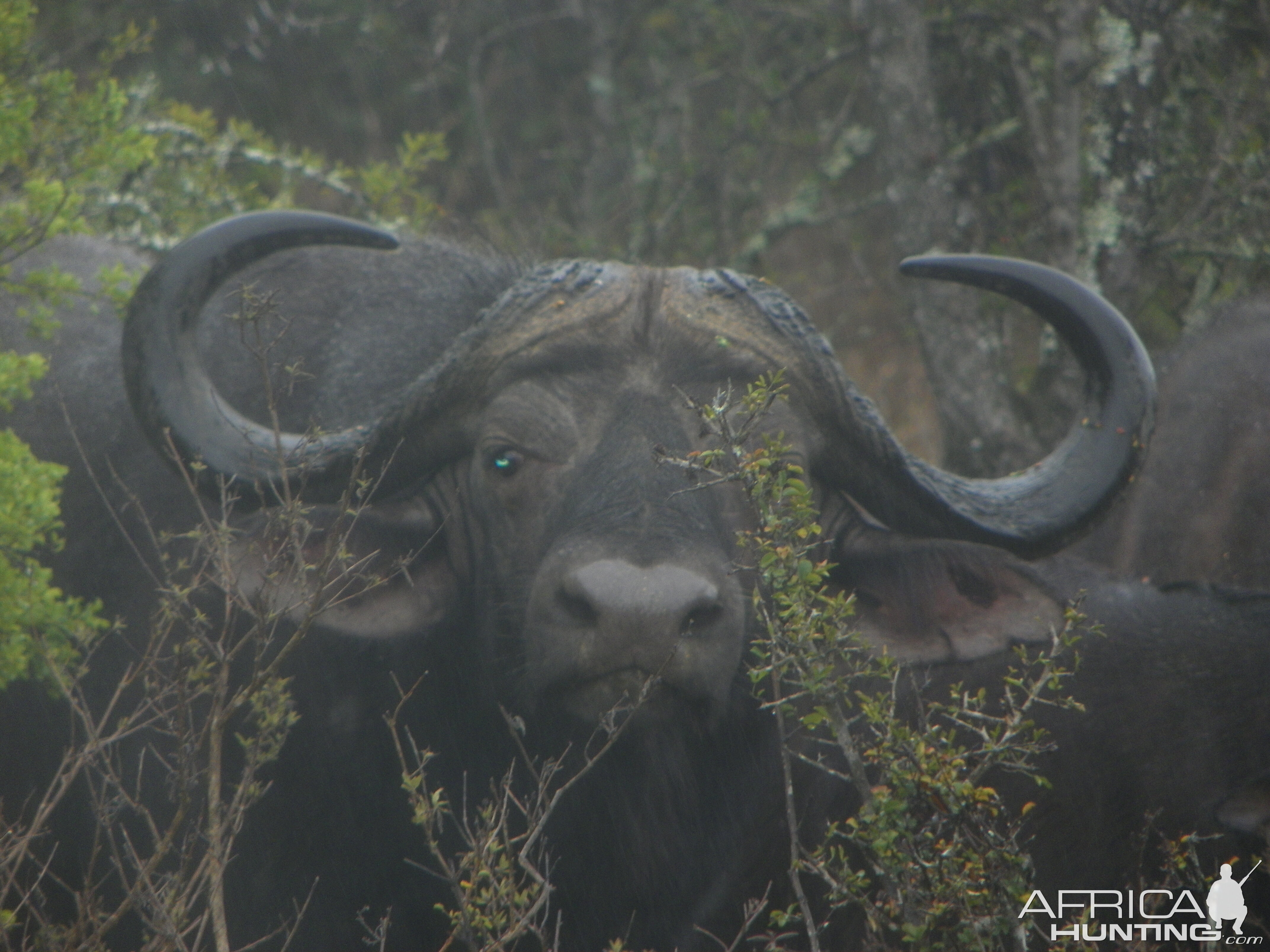 Cape Buffalo Bull South Africa