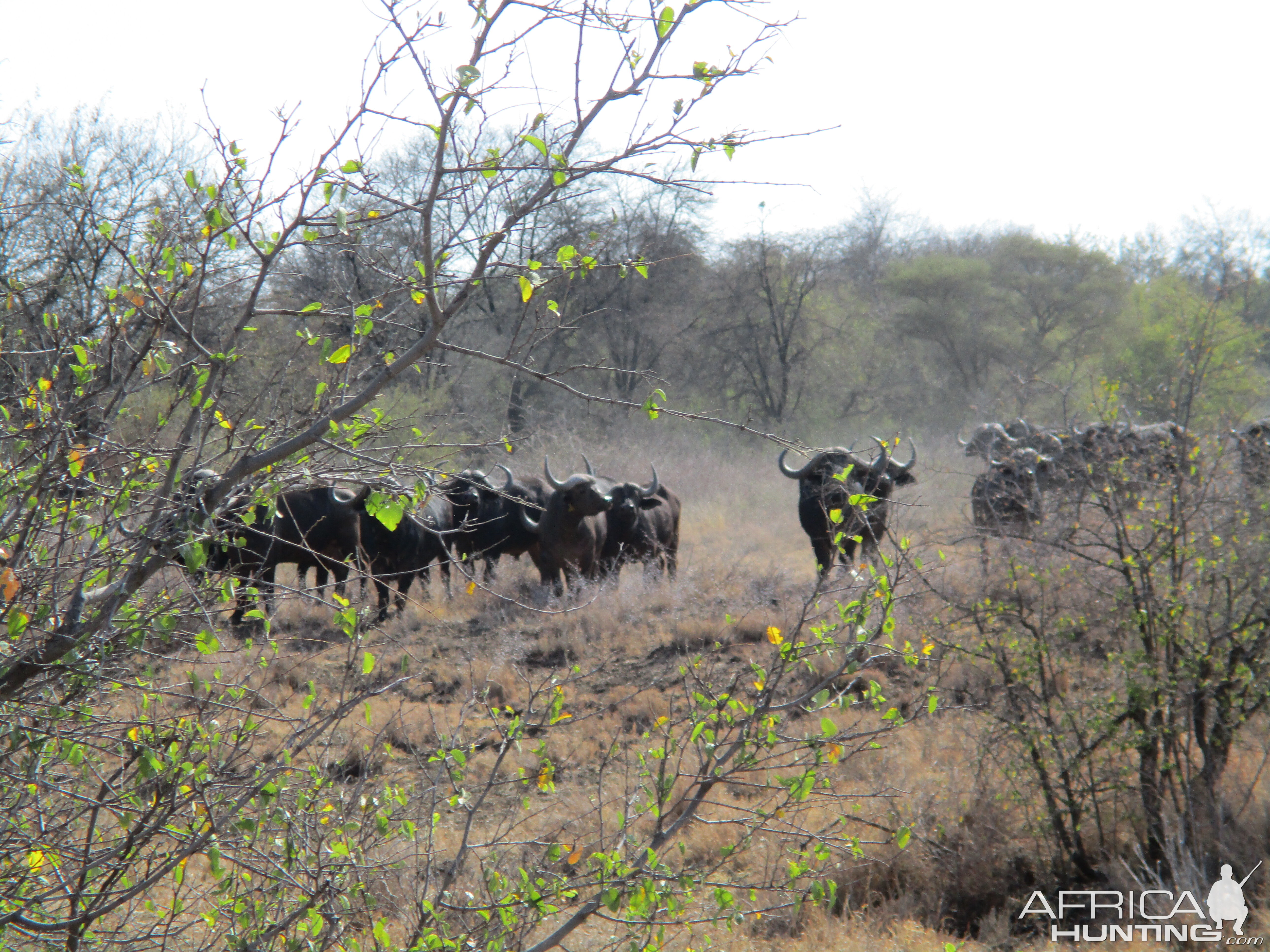 Cape Buffalo by the Crocodile River South Africa