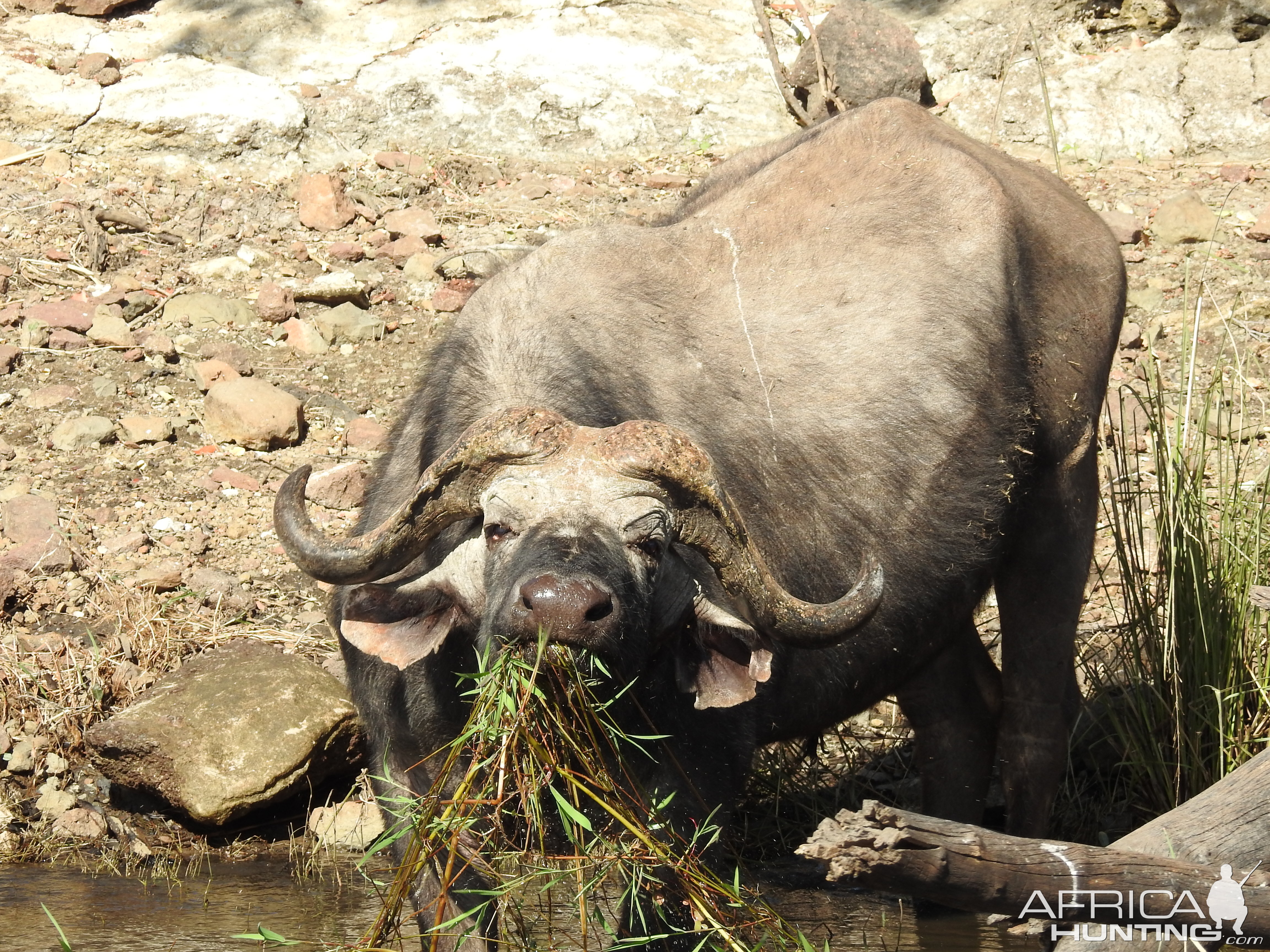 Cape Buffalo Chobe National Park Botswana