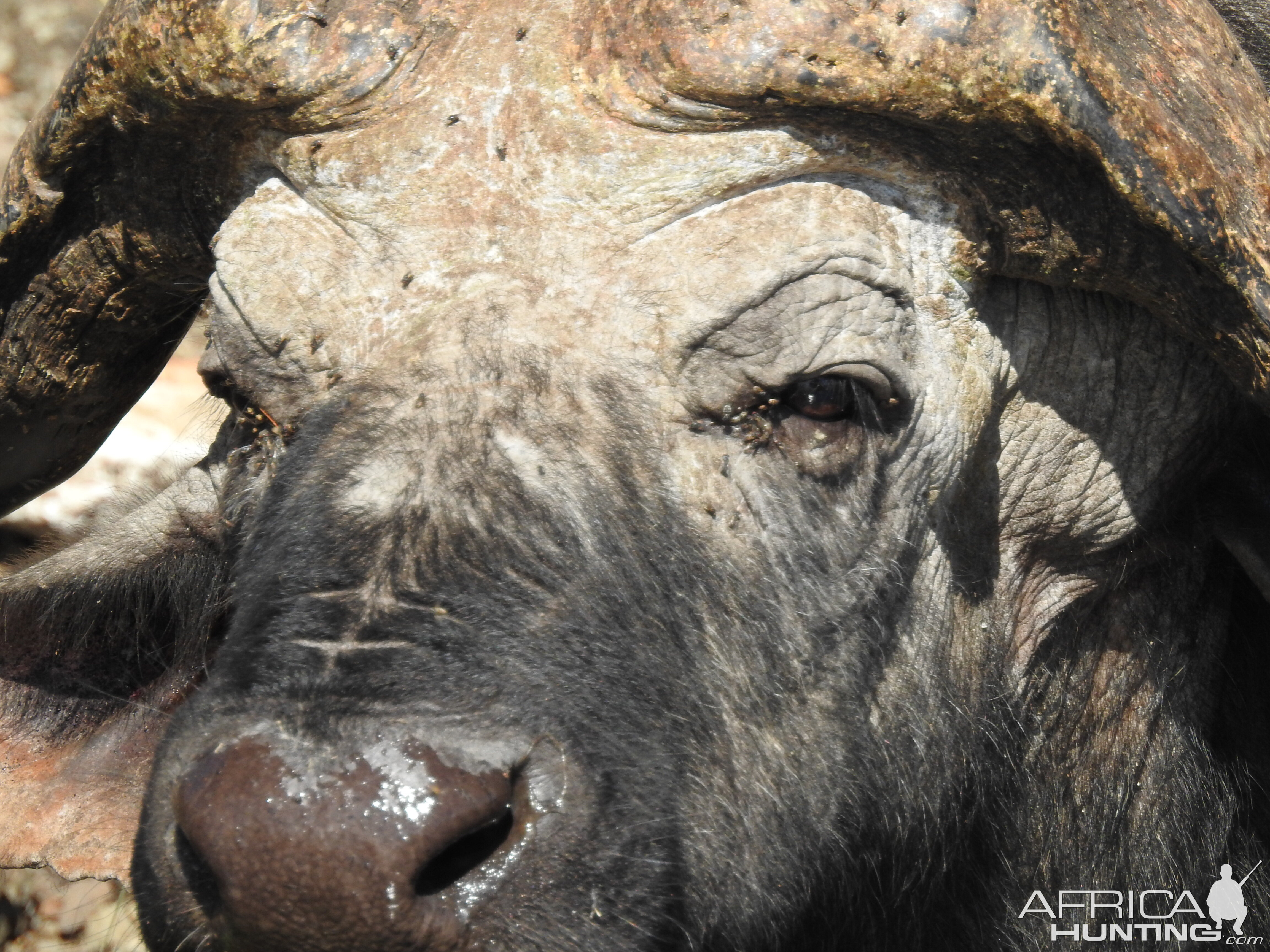 Cape Buffalo Chobe National Park Botswana