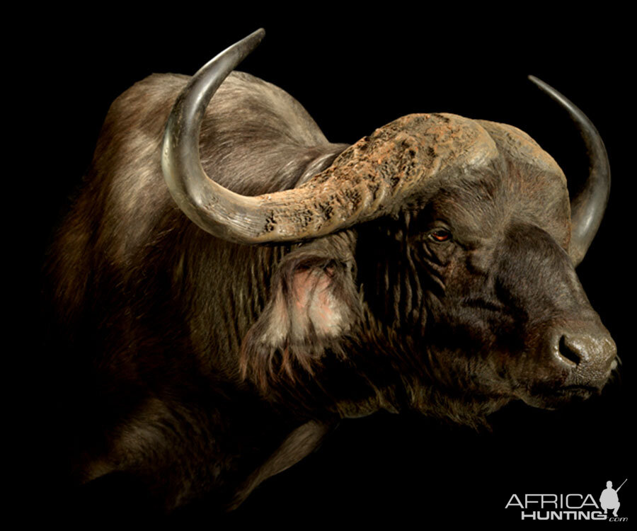 Cape Buffalo Classic Mounts Pose 1