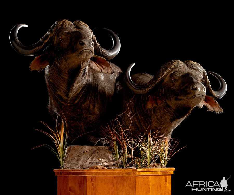 Cape Buffalo Classic Mounts Pose 10