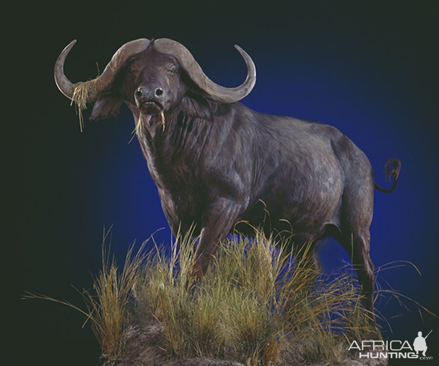 Cape Buffalo Classic Mounts Pose 14