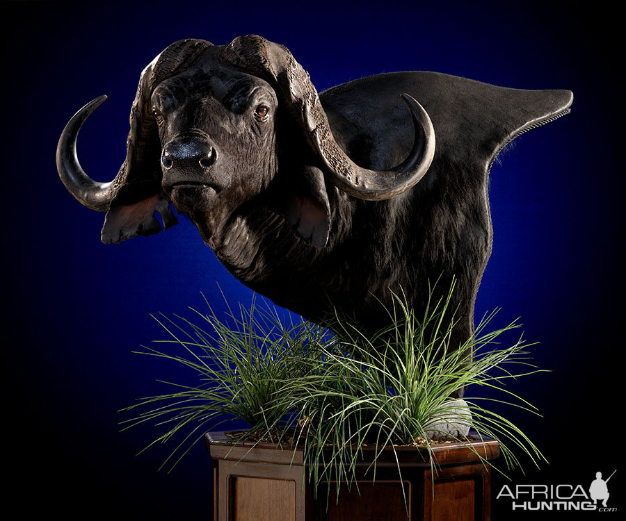 Cape Buffalo Classic Mounts Pose 3