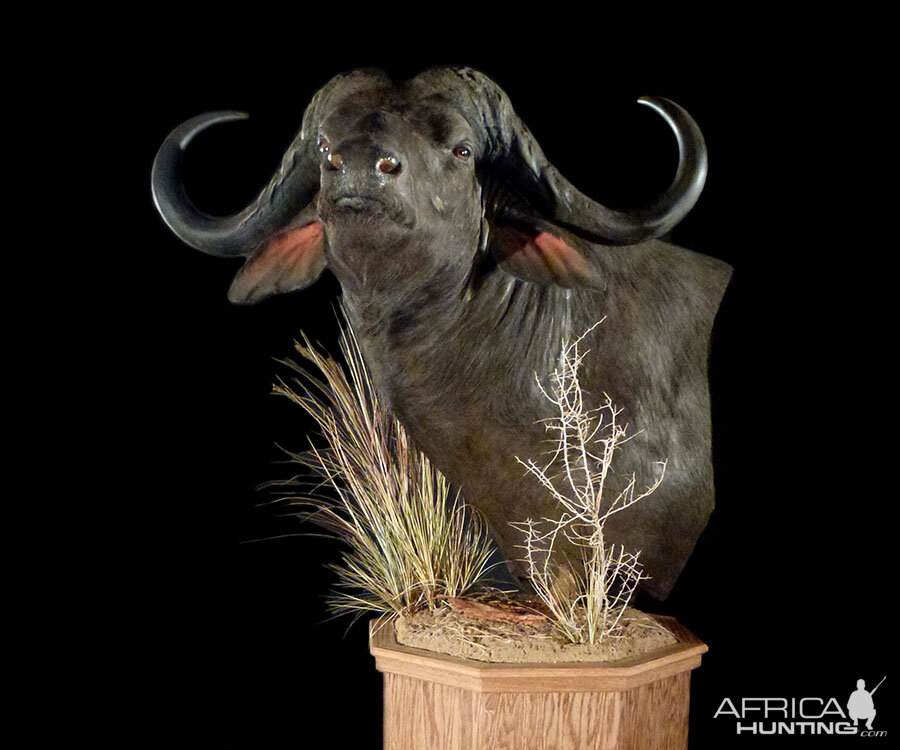 Cape Buffalo Classic Mounts Pose 5