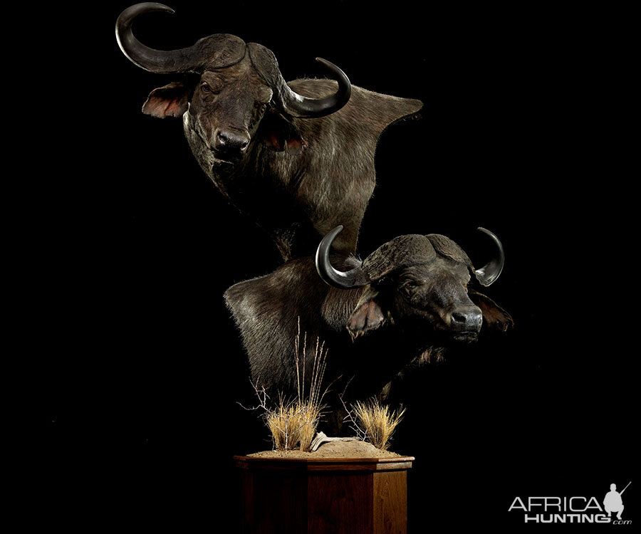 Cape Buffalo Classic Mounts Pose 9