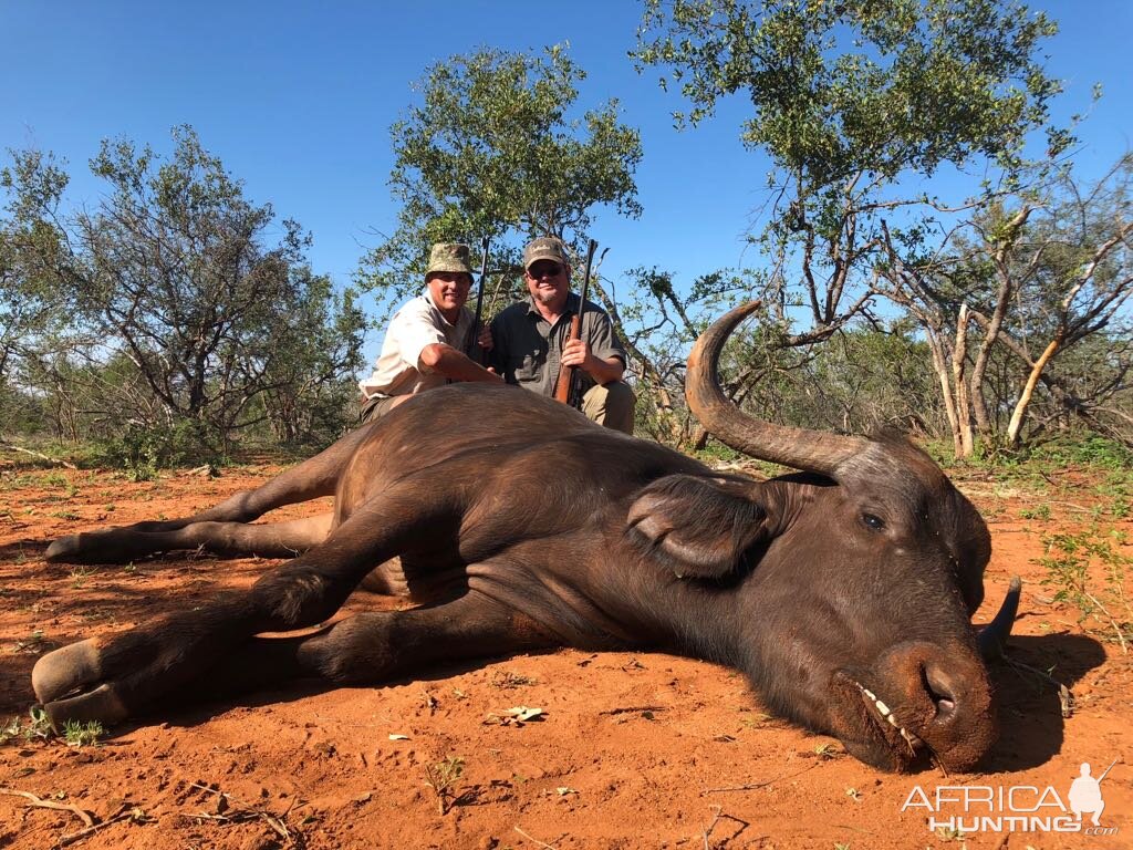 Cape Buffalo Cow Hunt in South Africa