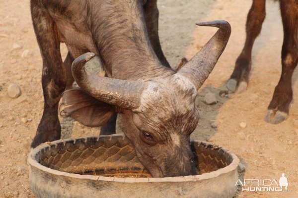 Cape Buffalo Cow in the Sidinda Conservancy Zimbabwe