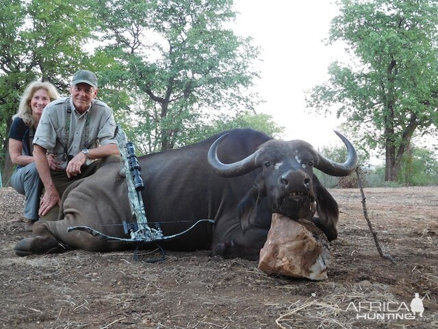 Cape Buffalo Cow South Africa Crossbow Hunt