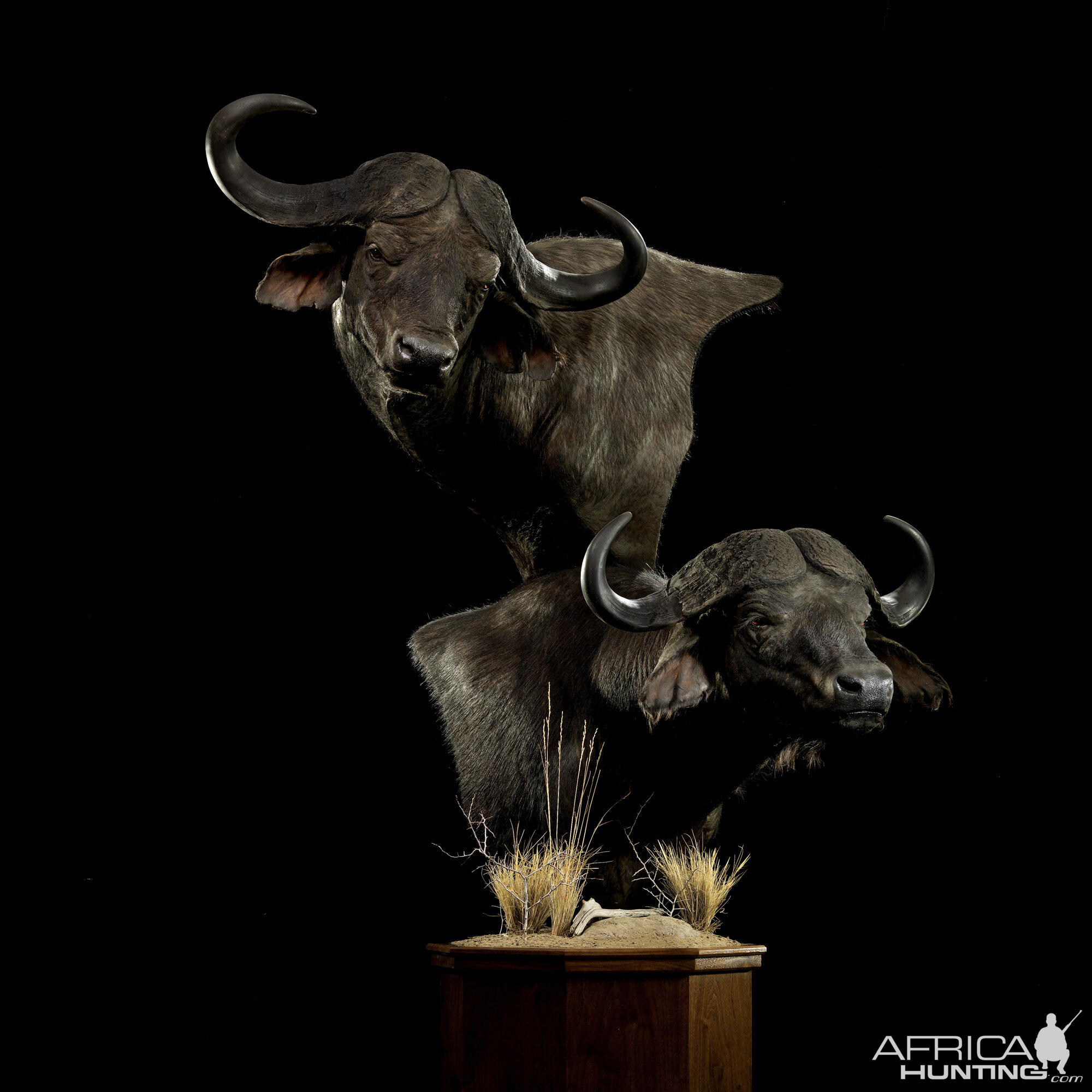 cape-buffalo-double-pedestal-mount-africahunting