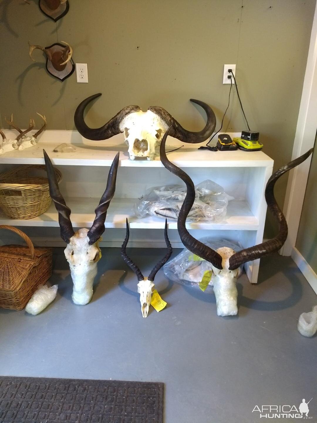 Cape Buffalo,  Eland,  Impala & Kudu European Skull Mounts Taxidermy