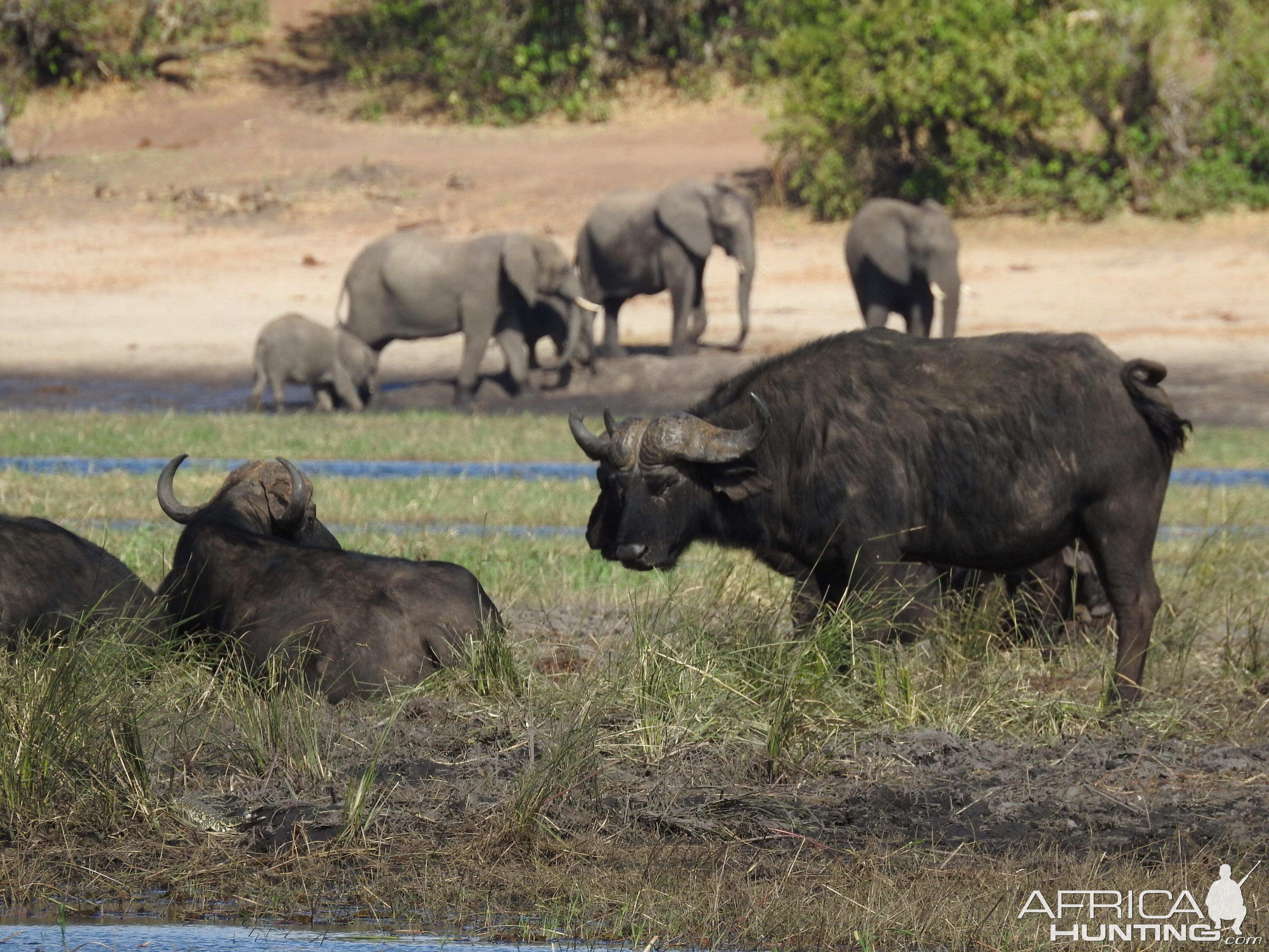 Cape Buffalo & Elephant Chobe National Park Botswana