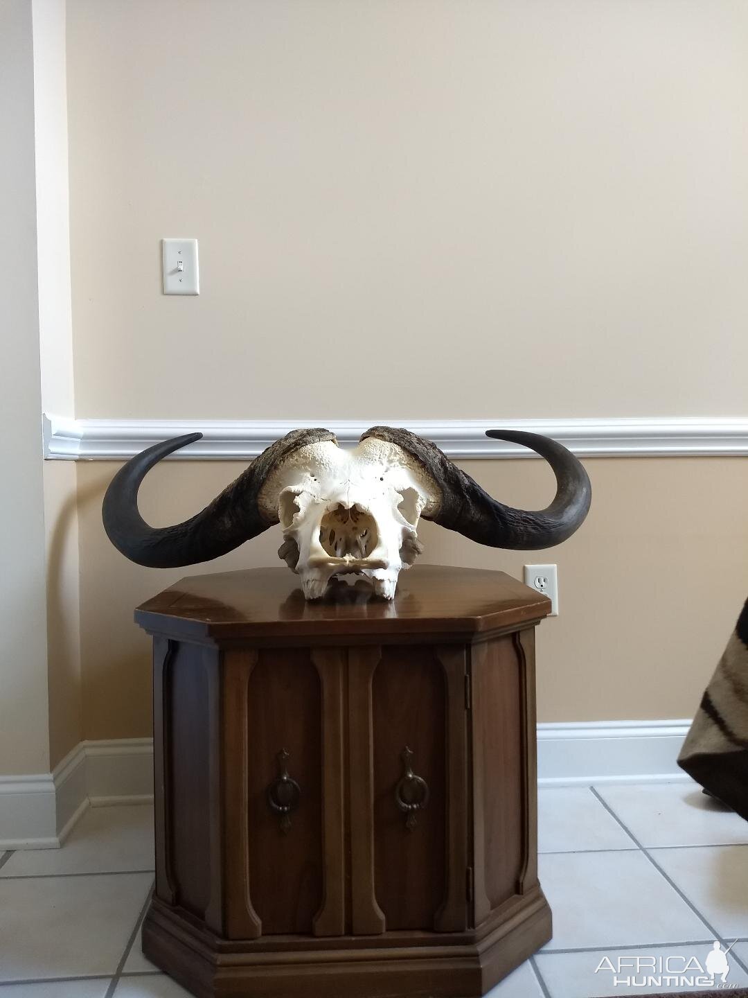 Cape Buffalo European Skull Mount Taxidermy