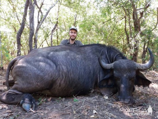 Cape Buffalo Female Hunt Zimbabwe