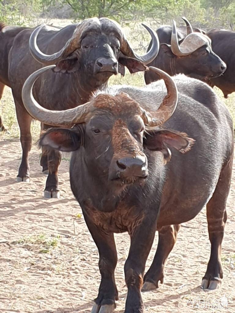 cape-buffalo-female-south-africa-africahunting