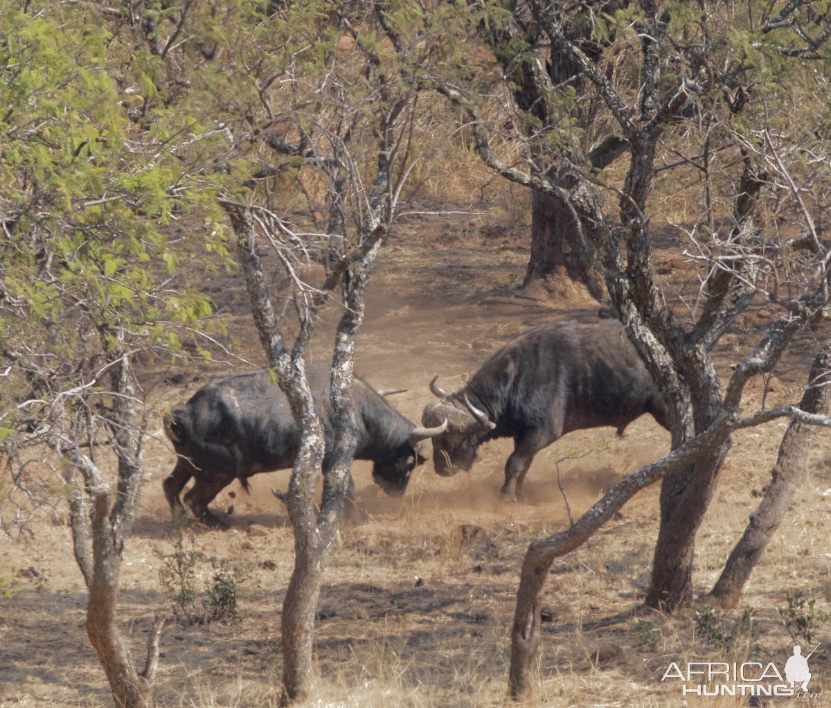 Cape Buffalo Fighting South Africa