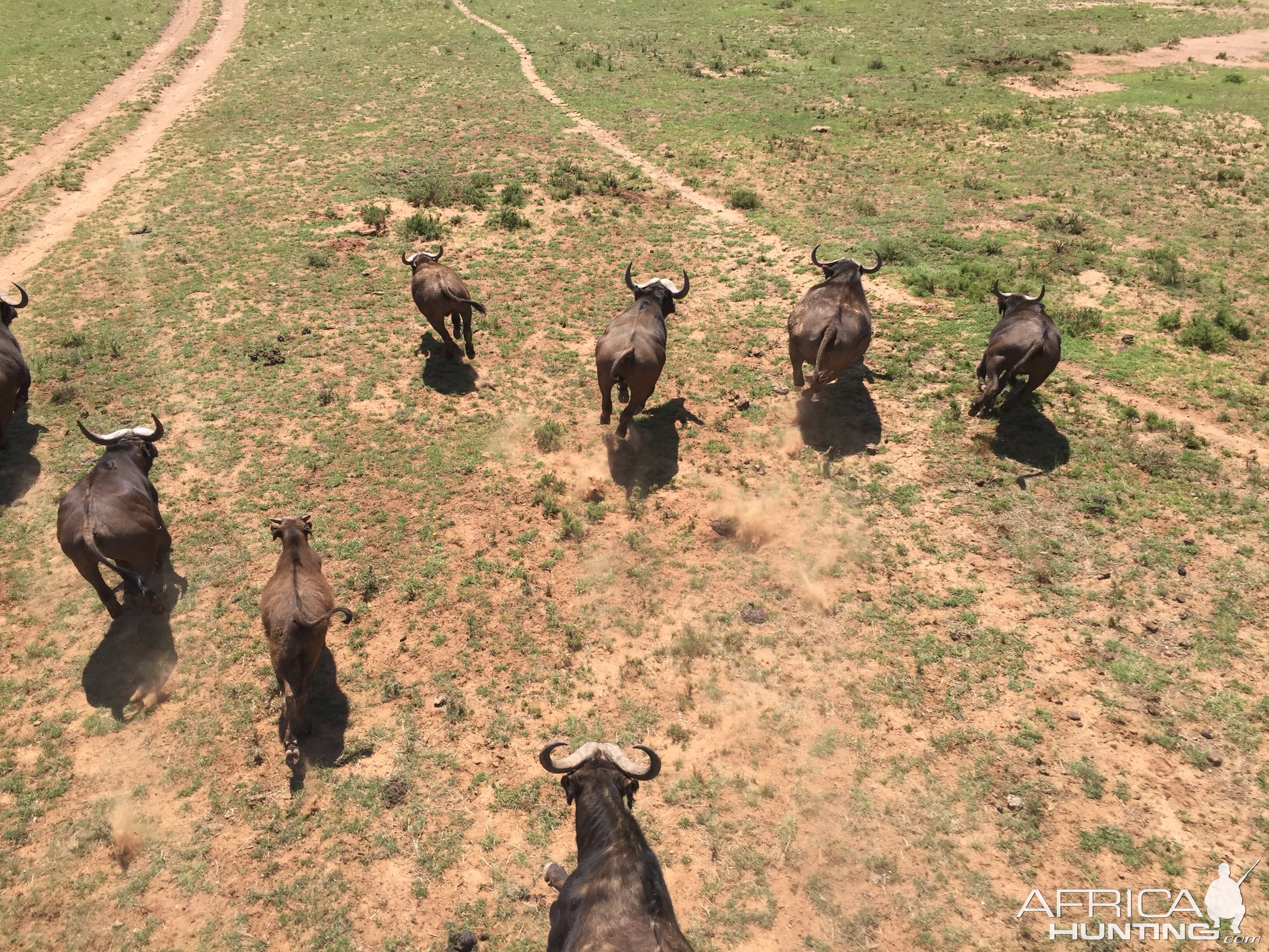 Cape Buffalo Herd on the run