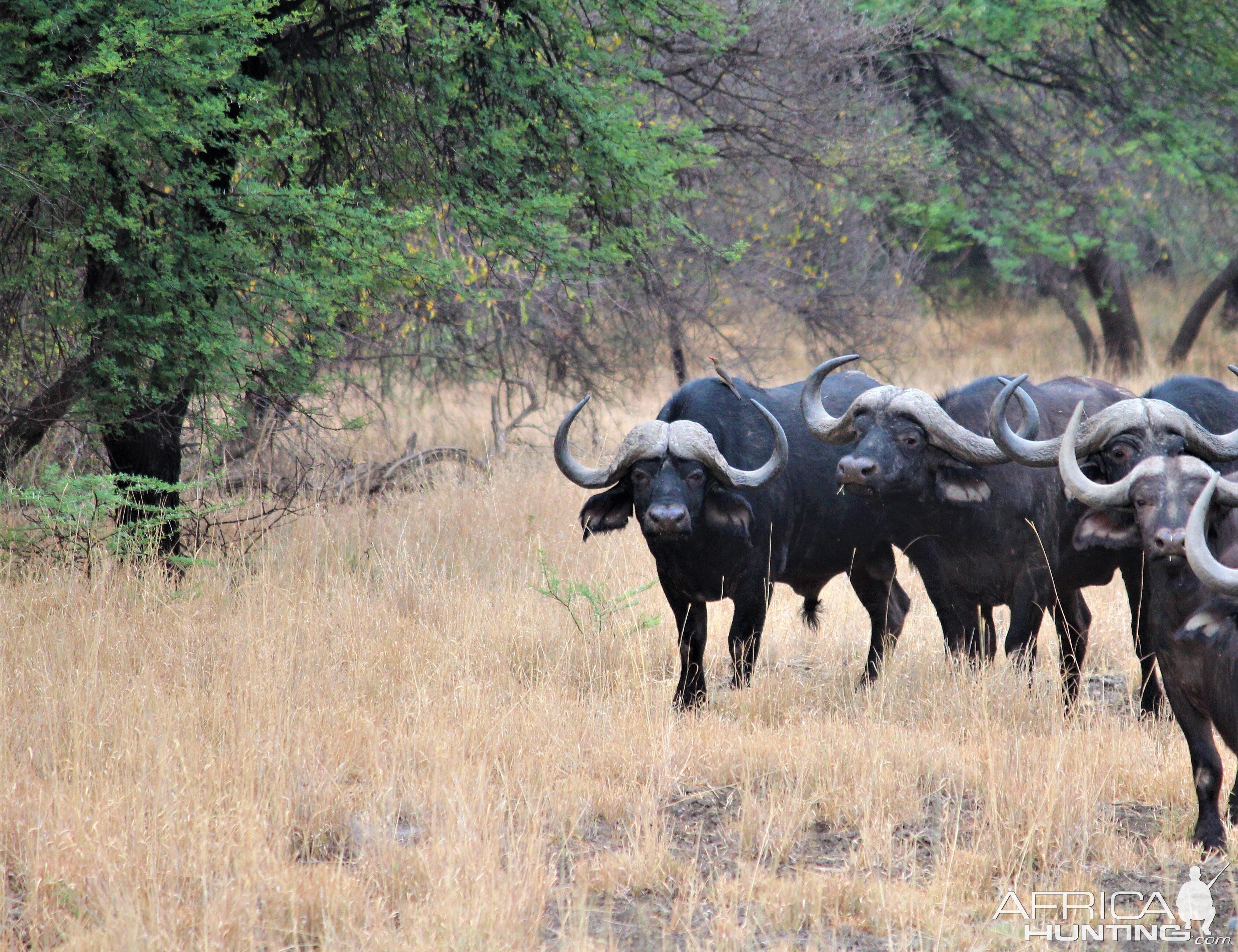 Cape Buffalo Herd South Africa