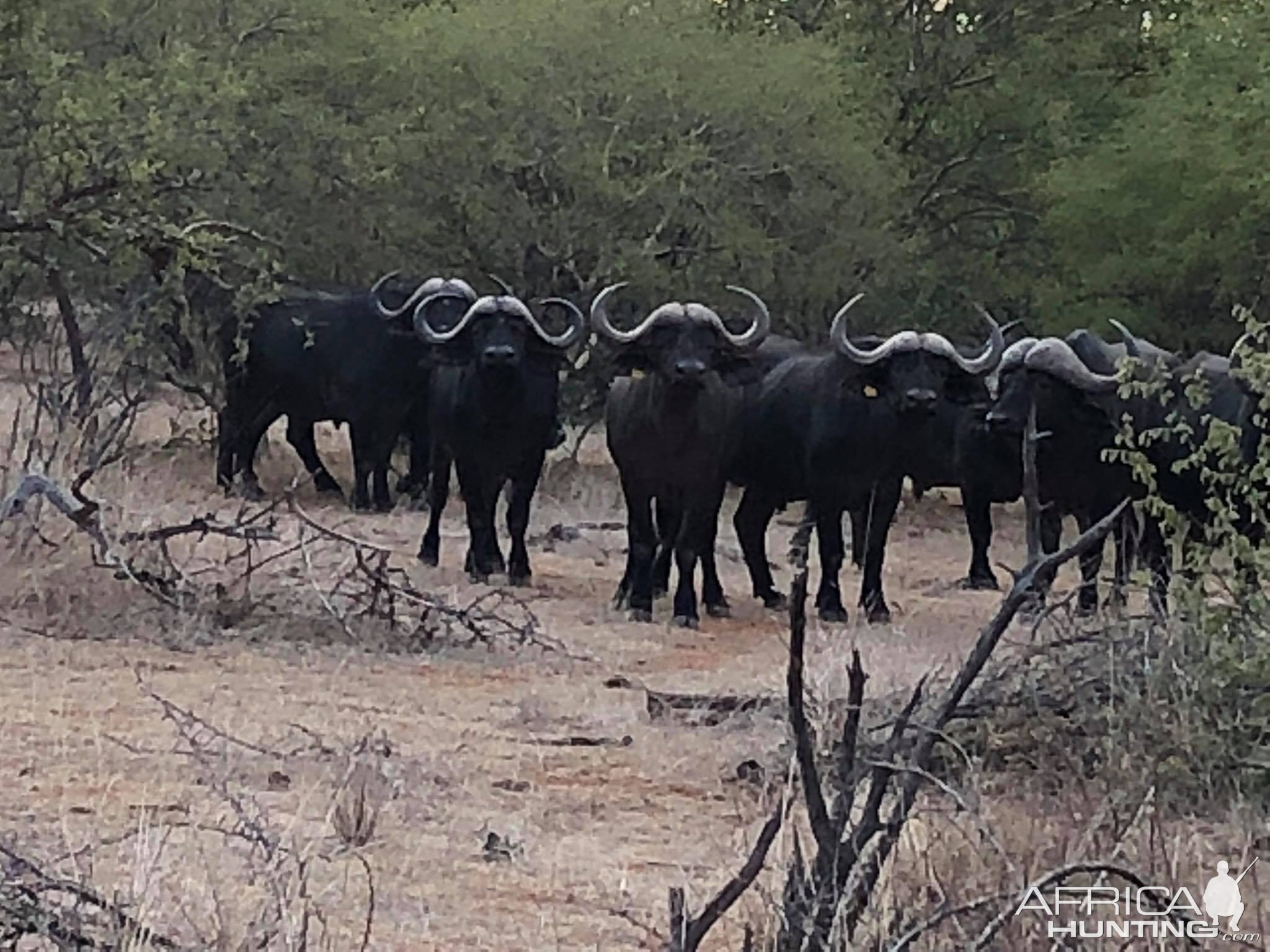 Cape Buffalo Herd South Africa