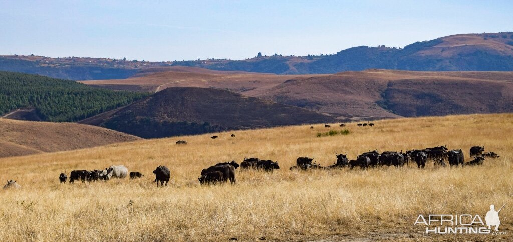 Cape Buffalo Herd