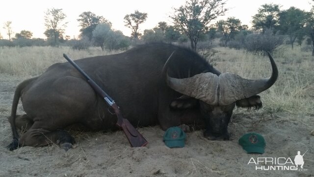 Cape Buffalo Hunt in South Africa