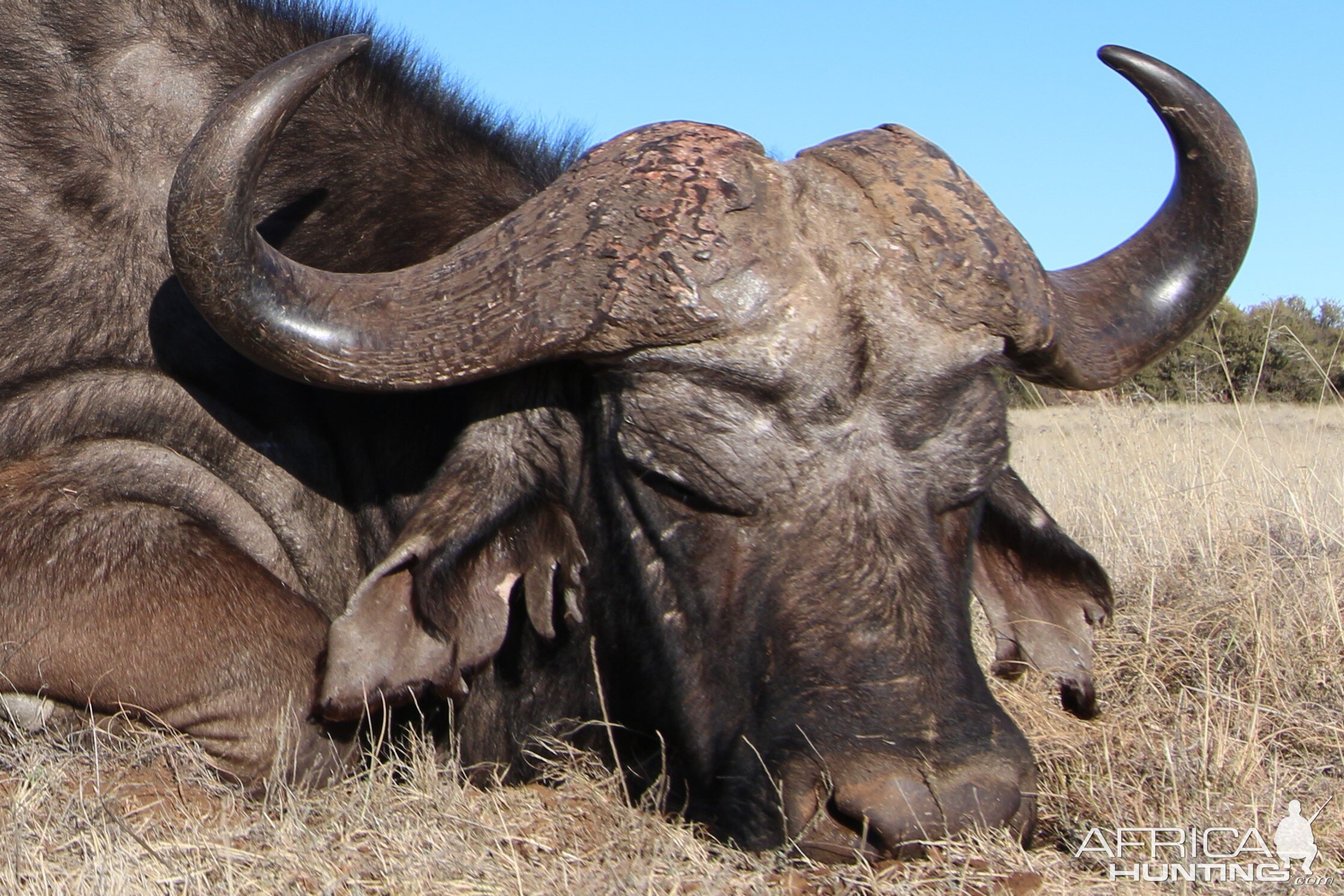 Cape Buffalo Hunt in South Africa