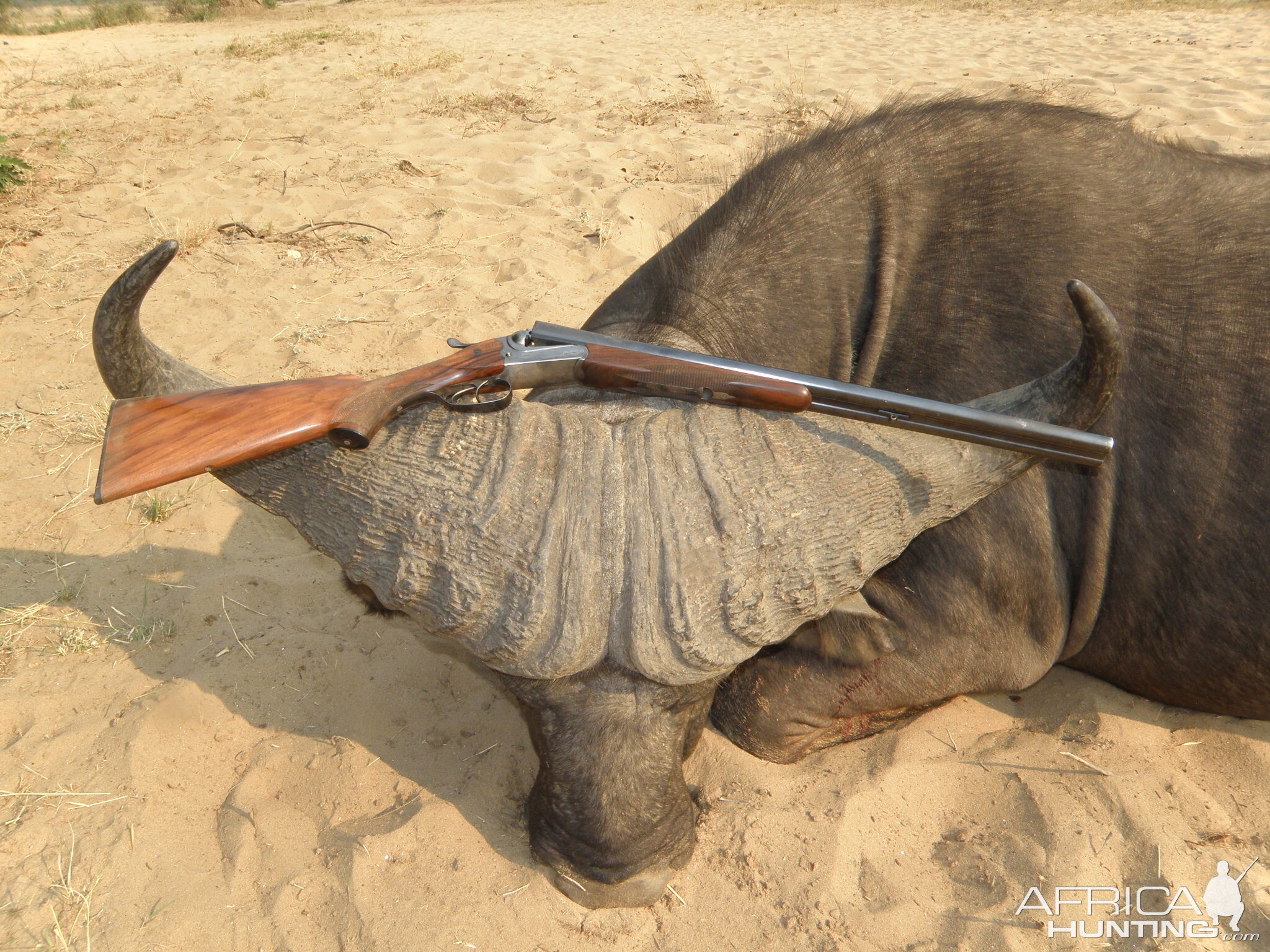 Cape Buffalo Hunt in Tanzania